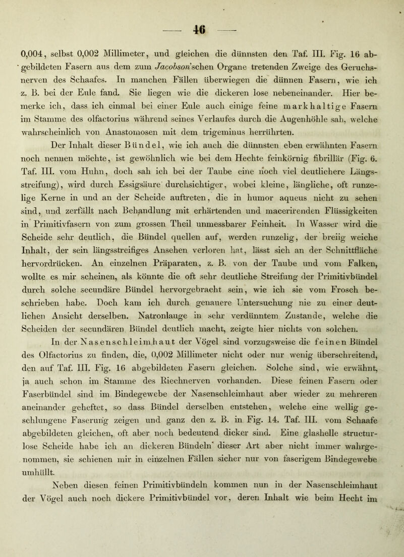 0,004, selbst 0,002 Millimeter, und gleichen die dünnsten den Taf. III. Fig. 16 ab- gebildeten Fasern aus dem zum Jacobson'sehen Organe tretenden Zweige des Geruchs- nerven des Schaafes. In manchen Fällen überwiegen die dünnen Fasern, wie ich z. B. bei der Eule fand. Sie liegen wie die dickeren lose nebeneinander. Hier be- merke ich, dass ich einmal bei einer Eule auch einige feine markhaltige Fasern im Stamme des olfactorius während seines Verlaufes durch die Augenhöhle sah, welche wahrscheinlich von Anastomosen mit dem trigeminus lierrlihrten. Der Inhalt dieser Bündel, wie ich auch die dünnsten eben erwähnten Fasern noch nennen möchte, ist gewöhnlich wie bei dem Hechte feinkörnig fibrillär (Fig. 6. Taf. III. vom Huhn, doch sah ich bei der Taube eine hoch viel deutlichere Längs- streifung), wird durch Essigsäure durchsichtiger, wobei kleine, längliche, oft runze- lige Kerne in und an der Scheide auftreten, die in humor aqueus nicht zu sehen sind, und zerfällt nach Behandlung mit erhärtenden und macerirenden Flüssigkeiten in Primitivfasern von zum grossen Theil unmessbarer Feinheit. In Wasser wird die Scheide sehr deutlich, die Bündel quellen auf, werden runzelig, der breiig weiche Inhalt, der sein längsstreifiges Ansehen verloren hat, lässt sich an der Schnittfläche hervordrücken. An einzelnen Präparaten, z. B. von der Taube und vom Falken, wollte es mir scheinen, als könnte die oft sehr deutliche Streifung der Primitivbündel durch solche secundäre Bündel hervorgebracht sein, wie ich sie vom Frosch be- schrieben habe. Doch kam ich durch genauere Untersuchung nie zu einer deut- lichen Ansicht derselben. Natronlauge in sehr verdünntem Zustande, welche die Scheiden der secundären Bündel deutlich macht, zeigte hier nichts von solchen. In der Nasen sch leim haut der Vögel sind vorzugsweise die feinen Bündel des Olfactorius zu finden, die, 0,002 Millimeter nicht oder nur wenig überschreitend, den auf Taf. III. Fig. 16 abgebildeten Fasern gleichen. Solche sind, wie erwähnt, ja auch schon im Stamme des Riechnerven vorhanden. Diese feinen Fasern oder Faserbündel sind im Bindegewebe der Nasenschleimhaut aber wieder zu mehreren aneinander geheftet, so dass Bündel derselben entstehen, welche eine wellig ge- schlungene Faserung zeigen und ganz den z. B. in Fig. 14. Taf. III. vom Schaafe abgebildeten gleichen, oft aber noch bedeutend dicker sind. Eine glashelle strnctur- lose Scheide habe ich an dickeren Bündeln dieser Art aber nicht immer wahrge- nommen, sie schienen mir in einzelnen Fällen sicher nur von faserigem Bindegewebe umhüllt. Neben diesen feinen Primitivbündeln kommen nun in der Nasenschleimhaut der Vögel auch noch dickere Primitivbündel vor, deren Inhalt wie beim Hecht im