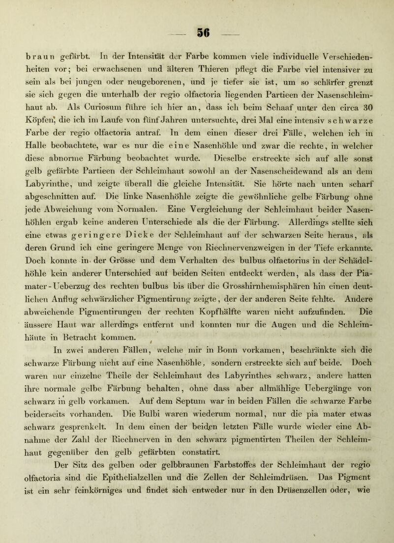 braun gefärbt. In der Intensität der Farbe kommen viele individuelle Verschieden- beiten vor; bei erwachsenen und älteren Thieren pflegt die Farbe viel intensiver zu sein als bei jungen oder neugeborenen, und je tiefer sie ist, um so schärfer grenzt sie sich gegen die unterhalb der regio olfactoria liegenden Partieen der Nasenschleim- haut ab. Als Curiosum führe ich hier an, dass ich beim Schaaf unter den circa 30 Köpfen' die ich im Laufe von fünf Jahren untersuchte, drei Mal eine intensiv schwarze Farbe der regio olfactoria antraf, ln dem einen dieser drei Fälle, welchen ich in Halle beobachtete, war es nur die eine Nasenhöhle und zwar die rechte, in welcher diese abnorme Färbung beobachtet wurde. Dieselbe erstreckte sich auf alle sonst gelb gefärbte Partieen der Schleimhaut sowohl an der Nasenscheidewand als an dem Labyrinthe, und zeigte überall die gleiche Intensität. Sie hörte nach unten scharf abgeschnitten auf'. Die linke Nasenhöhle zeigte die gewöhnliche gelbe Färbung ohne jede Abweichung vom Normalen. Eine Vergleichung der Schleimhaut beider Nasen- höhlen ergab keine anderen Unterschiede als die der Färbung. Allerdings stellte sich eine etwas geringere Dicke der Schleimhaut auf der schwarzen Seite heraus, als deren Grund ich eine geringere Menge von Riechnervenzweigen in der Tiefe erkannte. Doch konnte in der Grösse und dem Verhalten des bulbus olfactorius in der Schädel- höhle kein anderer Unterschied auf beiden Seiten entdeckt werden, als dass der Pia- mater-Ueberzug des rechten bulbus bis über die Grosshirnhemisphären hin einen deut- lichen Anflug schwärzlicher Pigmentirung zeigte, der der anderen Seite fehlte. Andere abweichende Pigmentirungen der rechten Kopfhälfte waren nicht aufzufinden. Die äussere Haut war allerdings entfernt und konnten nur die Augen und die Schleim- häute in Betracht kommen. In zwei anderen Fällen, welche mir in Bonn vorkamen, beschränkte sich die schwarze Färbung nicht auf eine Nasenhöhle, sondern erstreckte sich auf beide. Doch waren nur einzelne Theile der Schleimhaut des Labyrinthes schwarz, andere hatten ihre normale gelbe Färbung behalten, ohne dass aber allmählige Uebergänge von schwarz in gelb vorkamen. Auf dem Septum war in beiden Fällen die schwarze Farbe beiderseits vorhanden. Die Bulbi waren wiederum normal, nur die pia mater etwas schwarz gesprenkelt. In dem einen der beiden letzten Fälle wurde wieder eine Ab- nahme der Zahl der Riechnerven in den schwarz pigmentirten Theilen der Schleim- haut gegenüber den gelb gefärbten constatirt. Der Sitz des gelben oder gelbbraunen Farbstoffes der Schleimhaut der regio olfactoria sind die Epithelialzellen und die Zellen der Schleimdrüsen. Das Pigment ist ein sehr feinkörniges und findet sich entweder nur in den Drüsenzellen oder, wie