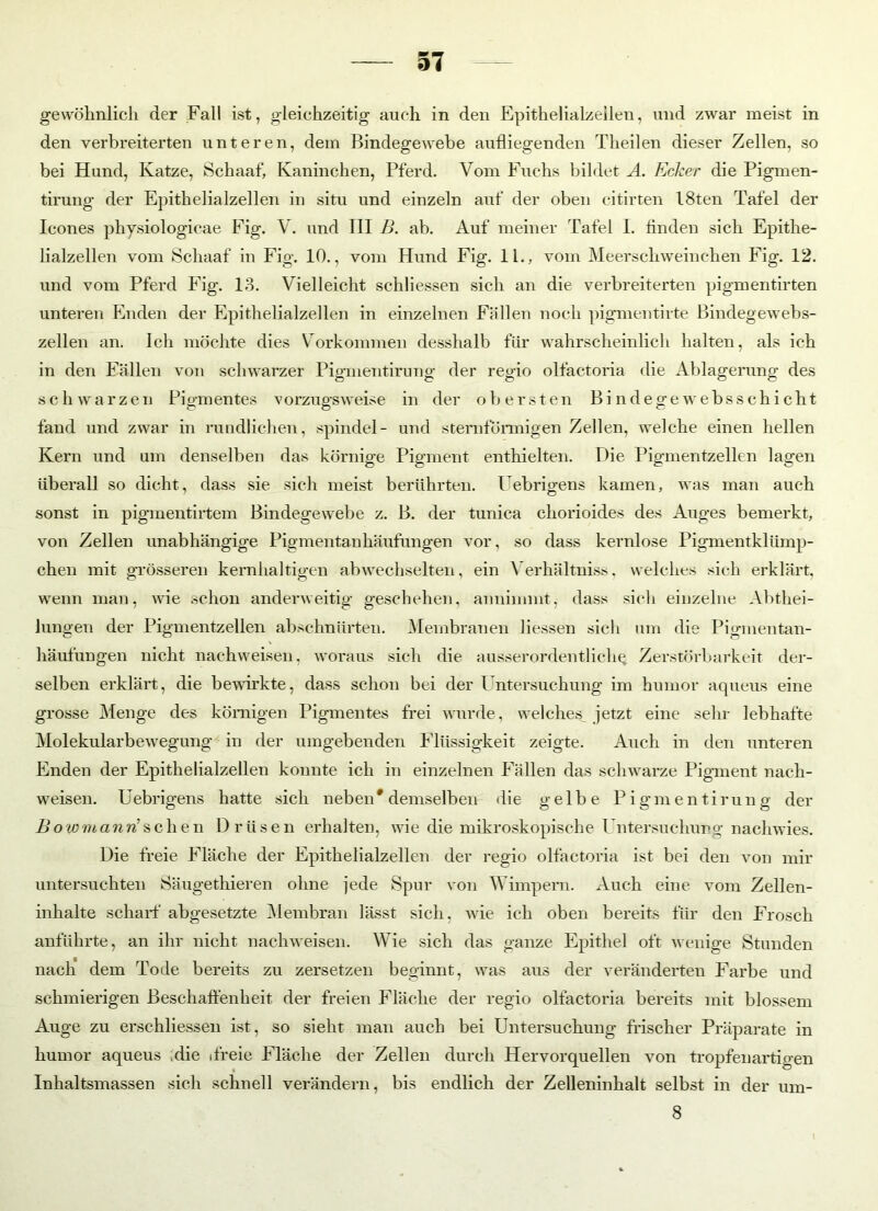 gewöhnlich der Fall ist, gleichzeitig auch in den Epithelialzellen, und zwar meist in den verbreiterten unteren, dem Bindegewebe aufliegenden Theilen dieser Zellen, so bei Hund, Katze, Schaaf, Kaninchen, Pferd. Vom Fuchs bildet A. Ecker die Pigmen- tirung der Epithelialzellen in situ und einzeln auf der oben citirten I8ten Tafel der Icones physiologicae Fig. V. und III B. ab. Auf meiner Tafel I. finden sich Epithe- lialzellen vom Schaaf in Fig. 10., vom Hund Fig. 11., vom Meerschweinchen Fig. 12. und vom Pferd Fig. 13. Vielleicht schliessen sich an die verbreiterten pigmentirten unteren Enden der Epithelialzellen in einzelnen Fällen noch pigmentirte Bindegewebs- zellen an. Ich möchte dies Vorkommen desshalb für wahrscheinlich halten, als ich in den Fällen von schwarzer Pigmentirung der regio olfactoria die Ablagerung des schwarzen Pigmentes vorzugsweise in der obersten Bi ndege websschicht fand und zwar in rundlichen, spindel- und sternförmigen Zellen, welche einen hellen Kern und um denselben das körnige Pigment enthielten. Die Pigmentzellen lagen überall so dicht, dass sie sich meist berührten. Uebrigens kamen, was man auch sonst in pigmentirtem Bindegewebe z. B. der tunica chorioides des Auges bemerkt, von Zellen unabhängige Pigmentanhäufungen vor, so dass kernlose Pigmentklümp- chen mit grösseren kernhaltigen ab wechselten, ein Verhältniss, welches sich erklärt, wenn man, wie schon anderweitig geschehen, annimmt, dass sich einzelne Abthei- lungen der Pigmentzellen abschnürten. Membranen Hessen sich um die Pigmentan- häufungen nicht nachweisen, woraus sich die ausserordentlich^ Zerstörbarkeit der- selben erklärt, die bewirkte, dass schon bei der Untersuchung im humor aqueus eine grosse Menge des körnigen Pigmentes frei wurde, welches jetzt eine sehr lebhafte Molekularbewegung in der umgebenden Flüssigkeit zeigte. Auch in den unteren Enden der Epithelialzellen konnte ich in einzelnen Fällen das schwarze Pigment nach- weisen. Uebrigens hatte sich neben * demselben die gelbe Pigmentirung der B ow m an Aschen Drüsen erhalten, wie die mikroskopische Untersuchung nachwies. Die freie Fläche der Epithelialzellen der regio olfactoria ist bei den von mir untersuchten Säugethieren ohne jede Spur von Wimpern. Auch eine vom Zellen- inhalte scharf abgesetzte Membran lässt sich, wie ich oben bereits für den Frosch anführte, an ihr nicht nachweisen. Wie sich das ganze Epithel oft wenige Stunden nach dem Tode bereits zu zersetzen beginnt, was aus der veränderten Farbe und schmierigen Beschaffenheit der freien Fläche der regio olfactoria bereits mit blossem Auge zu erschliessen ist, so sieht man auch bei Untersuchung frischer Präparate in humor aqueus ;die ifreie Fläche der Zellen durch Hervorquellen von tropfenartigen Inhaltsmassen sich schnell verändern, bis endlich der Zelleninhalt selbst in der urn- 8