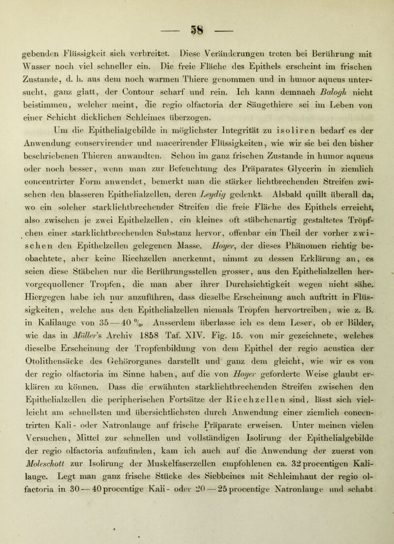 gebenden Flüssigkeit, sich verbreitet. Diese Veränderungen treten bei Berührung mit Wasser noch viel schneller ein. Die freie Fläche des Epithels erscheint im frischen Zustande, d. h. aus dem noch warmen Thiere genommen und in humor aqueus unter- sucht, ganz glatt, der Contour scharf und rein. Ich kann demnach Balogh nicht beistimmen, welcher meint, die regio olfactoria der Säugethiere sei im Leben von einer Schicht dicklichen Schleimes überzogen. Um die Epithelialgebilde in möglichster Integrität zu isoliren bedarf es der Anwendung conservirender und macerirender Flüssigkeiten, wie wir sie bei den bisher beschriebenen Thieren an wandten. Schon im ganz frischen Zustande in humor aqueus oder noch besser, wenn man zur Befeuchtung des Präparates Glycerin in ziemlich coneentrirter Form anwendet, bemerkt man die stärker lichtbrechenden Streifen zwi- schen den blässeren Epithelialzellen, deren Leydig gedenkt. Alsbald quillt überall da, wo ein solcher starklichtbrechender Streifen die freie Fläche des Epithels erreicht, also zwischen je zwei Epithelzellen, ein kleines oft stäbchenartig gestaltetes Tröpf- chen einer starklichtbrechenden Substanz hervor, offenbar ein Theil der vorher zwi- schen den Epithelzellen gelegenen Masse. Hoyer, der dieses Phänomen richtig be- obachtete, aber keine Biechzellen anerkennt, nimmt zu dessen Erklärung an, es seien diese Stäbchen nur die Berührungsstellen grosser, aus den Epithelialzellen her- vorgequollener Tropfen, die man aber ihrer Durchsichtigkeit wegen nicht sähe. Hiergegen habe ich nur anzuführen, dass dieselbe Erscheinung auch auftritt in Flüs- sigkeiten , welche aus den Epithelialzellen niemals Tropfen hervortreiben, wie z. B. in Kalilauge von 35 — 40 °/„. Ausserdem überlasse ich es dem Leser, ob er Bilder, wie das in Müller’s Archiv 1858 Taf. XIV. Fig. 15. von mir gezeichnete, welches dieselbe Erscheinung der Tropfenbildung von dem Epithel der regio acustica der Otolithensäcke des Gehörorganes darstellt und ganz dem gleicht, wie wir es von der regio olfactoria im Sinne haben, auf die von Hoger geforderte Weise glaubt er- klären zu können. Dass die erwähnten starklichtbrechenden Streifen zwischen den Epithelial zellen die peripherischen Fortsätze der Riech zellen sind, lässt sich viel- leicht. am schnellsten und übersichtlichsten durch Anwendung einer ziemlich concen- trirten Kali- oder Natronlauge auf frische Präparate erweisen. Unter meinen vielen Versuchen, Mittel zur schnellen und vollständigen Isolirung der Epithelialgebilde der regio olfactoria aufzutinden, kam ich auch auf die Anwendung der zuerst von Moleschott zur Isolirung der Muskelfaserzellen empfohlenen ca. 32 procentigen Kali- lauge. Legt man ganz frische Stücke des Siebbeines mit Schleimhaut der regio ol- factoria in 30 — 40procentige Kali- oder 20 — 25procentige Natronlauge und schabt