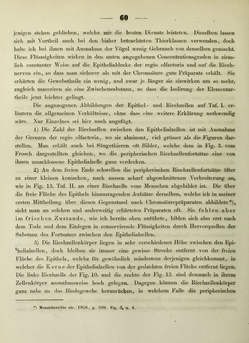00 jenigen stehen geblieben, welche mir die besten Dienste leisteten. Dieselben lassen sich mit Vortheil auch bei den bisher betrachteten Thierklassen verwenden, doch habe ich bei ihnen mit Ausnahme der Vögel wenig Gebrauch von denselben gemacht Diese Flüsssigkeiten wirken in den unten angegebenen Concentrationsgraden in ziem- lich constanter Weise auf die Epithelialdecke der regio olfactoria und auf die Riech- nerven ein, so dass man sicherer als mit der Chromsäure gute Präparate erhält. Sie erhärten die Gewebstheile ein wenig, und zwar je länger sie einwirken um so mehr, zugleich maceriren sie eine Zwischensubstanz, so dass die Isolirung der Elementar- theile jetzt leichter gelingt. Die angezogenen Abbildungen der Epithel- und Riechzellen auf Taf. 1. er- läutern die allgemeinen Verhältnisse, ohne dass eine weitere Erklärung nothwendig wäre. Nur Einzelnes sei hier noch angefugt. 1) Die Zahl der Riechzellen zwischen den Epithelialzellen ist mit Ausnahme der Grenzen der regio olfactoria, wo sie abnimmt, viel grösser als die Figuren dar- stellen. Man erhält auch bei Säugethieren oft Bilder, welche dem in Fig. 3. vom Frosch dargestellten gleichen, wo die peripherischen Riechzellenfortsätze eine von ihnen umschlossene Epithelialzelle ganz verdecken. 2) An dem freien Ende schwellen die peripherischen Riechzellenfortsätze öfter zu einer kleinen konischen, nach aussen scharf abgeschnittenen Verbreiterung an, wie in Fig. 13. Taf. II. an einer Riechzelle vom Menschen abgebildet ist. Die über die freie Fläche des Epithels hinausragenden Aufsätze derselben, welche ich in meiner ersten Mittheilung über diesen Gegenstand nach Chromsäurepräparaten abbildete *), sieht man an solchen und anderweitig erhärteten Präparaten oft. Sie fehlen aber im frischen Zustande, wie ich bereits oben anführte, bilden sich also erst nach dem Tode und dem Einlegen in conservirende Flüssigkeiten durch Hervorquellen der Substanz des Fortsatzes zwischen den Epithelialzellen. 3) Die Riechzellenkörper liegen in sehr verschiedener Höhe zwischen den Epi- thelialzellen, doch bleiben sie immer eine gewisse Strecke entfernt von der freien Fläche des Epithels, welche für gewöhnlich mindestens derjenigen gleichkommt, in welcher die Kerne dev Epithelialzellen von der gedachten freien Fläche entfernt liegen. Die linke Riechzelle der Fig. 10. und die rechte der Fig. 13. sind demnach in ihrem Zellenkörper ausnahmsweise hoch gelegen. Dagegen können die Riechzellenkörper ganz nahe an das Bindegewebe heranrücken, in welchem Falle die peripherischen