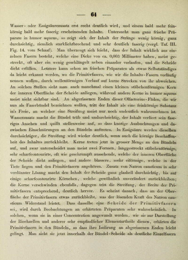 Wasser- oder Essigsäurezusatz erst recht deutlich wird, und einem bald mehr fein- körnig bald mehr faserig erscheinenden Inhalte. Untersucht man ganz frische Prä- parate in humor aqueus, so zeigt sich der Inhalt der Stränge wenig körnig, ganz durchsichtig, ziemlich starklichtbrechend und sehr deutlich faserig (vergl. Taf. III. Fig. 14. vom Schaaf). Man überzeugt sich leicht, dass der Inhalt wirklich aus ein- zelnen Fasern besteht, welche eine Dicke von ca. 0,003 Millimeter haben, meist ge- streckt, oft aber ein wenig geschlängelt neben einander verlaufen, und die Scheide dicht erfüllen. Letztere kann schon an frischen Präparaten als etwas Selbstständiges da leicht erkannt werden, wo die Primitivfasern, wie wir die Inhalts-Fasern vorläufig nennen wollen, durch wellenförmigen Verlauf auf kurze Strecken von ihr abweichen. An solchen Stellen sieht man auch manchmal einen kleinen stäbchenförmigen Kern der inneren Oberfläche der Scheide anliegen, während andere Kerne in humor aqueus meist nicht sichtbar sind. An abgerissenen Enden dieser Olfäctorius-Fäden, die wir nun als Faserbündel bezeichnen wollen, tritt der Inhalt als eine feinkörnige Substanz ins Freie, an welcher eine Streifung meist nur noch undeutlich wahrzunehmen ist. Wasserzusatz macht die Bündel trüb und undurchsichtig, der Inhalt verliert sein fase- riges Ansehen und quillt stellenweise auf, so dass knotige Ausbuchtungen und da- zwischen Einschnürungen an den Bündeln auftreten. In Essigsäure werden dieselben durchsichtiger, die Streifung wird wieder deutlich, wenn auch die körnige Beschaffen- heit des Inhaltes zurückbleibt. Kerne treten jetzt in grosser Menge an den Bündeln auf, und zwar unterscheidet man meist zwei Formen, langgestreckt stäbchenförmige, sehr scharfcontourirte, oft wie geschrumpft aussehende, welche der inneren Oberfläche der Scheide dicht anliegen, und andere blässere, mehr eiförmige, welche in der Tiefe liegen und den Primitivfasern angehören. Zusatz von Natron causticum in sehr verdünnter Lösung macht den Inhalt der Scheide ganz glashell durchsichtig, bis auf einige scharfcontourirte Körnchen, welche gewöhnlich unverändert Zurückbleiben; die Kerne verschwinden ebenfalls, dagegen tritt die Streifung, der Breite der Pri- mitivfasern entsprechend, deutlich hervor. Es scheint danach, dass an der Ober- fläche der Primitivfasern etwas zurückbleibt, was der lösenden Kraft des Natron cau- sticum Widerstand leistet. Dass dasselbe eine Scheide der Primitivfasern sei, wird durch Beobachtungen an erhärteten Präparaten sehr wahrscheinlich. In solchen, wenn sie in einer Concentration angewandt werden, wie sie zur Darstellung der Riechzellen und anderer sehr empfindlicher Elementartheile dienen, erhärten die Primitivfasern in den Bündeln, so dass ihre Isolirung an abgerissenen Enden leicht gelingt. Man sieht sie jetzt innerhalb der Bündel - Scheide als deutliche Einzelfasern