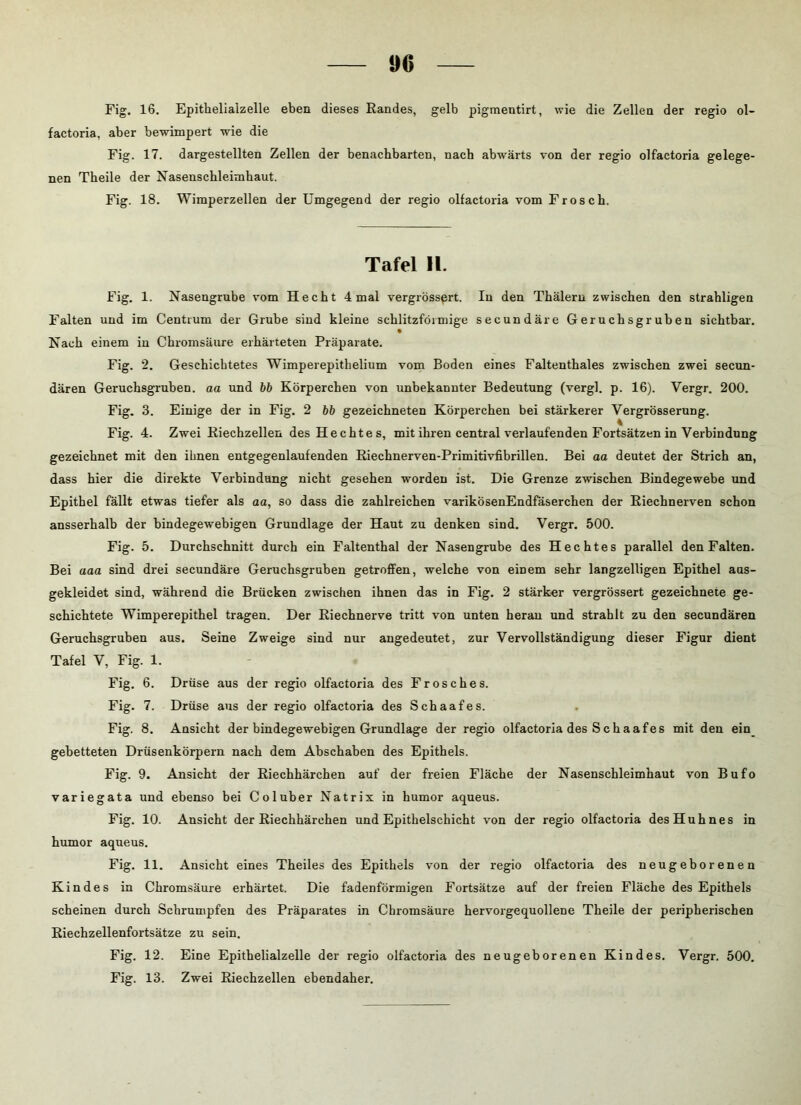 !)6 Fig. 16. Epithelialzelle eben dieses Randes, gelb pigmentirt, wie die Zellen der regio ol- factoria, aber bewimpert wie die Fig. 17. dargestellten Zellen der benachbarten, nach abwärts von der regio olfactoria gelege- nen Theile der Nasenschleimhaut. Fig. 18. Wimperzellen der Umgegend der regio olfactoria vom Frosch. Tafel II. Fig. 1. Nasengrube vom Hecht 4 mal vergrössprt. In den Thälern zwischen den strahligen Falten und im Centium der Grube sind kleine schlitzförmige secundäre Geruchsgruben sichtbar. Nach einem in Chromsäure erhärteten Präparate. Fig. 2. Geschichtetes Wimperepithelium vom Boden eines Faltenthaies zwischen zwei secun- dären Geruchsgruben, aa und bb Körperchen von unbekannter Bedeutung (vergl. p. 16). Vergr. 200. Fig. 3. Einige der in Fig. 2 bb gezeichneten Körperchen bei stärkerer Yergrösserung. Fig. 4. Zwei Riechzellen des Hechte s, mit ihren central verlaufenden Fortsätzen in Verbindung gezeichnet mit den ihnen entgegenlaufenden Riechnerven-Primitivfibrillen. Bei aa deutet der Strich an, dass hier die direkte Verbindung nicht gesehen worden ist. Die Grenze zwischen Bindegewebe und Epithel fällt etwas tiefer als aa, so dass die zahlreichen varikösenEndfaserchen der Riechnerven schon ansserhalb der bindegewebigen Grundlage der Haut zu denken sind. Vergr. 500. Fig. 5. Durchschnitt durch ein Faltenthal der Nasengrube des Hechtes parallel den Falten. Bei aaa sind drei secundäre Geruchsgruben getroffen, welche von einem sehr langzeiligen Epithel aus- gekleidet sind, während die Brücken zwischen ihnen das in Fig. 2 stärker vergrössert gezeichnete ge- schichtete Wimperepithel tragen. Der Riechnerve tritt von unten heran und strahlt zu den secundären Geruchsgruben aus. Seine Zweige sind nur angedeutet, zur Vervollständigung dieser Figur dient Tafel V, Fig. 1. Fig. 6. Drüse aus der regio olfactoria des Frosches. Fig. 7. Drüse aus der regio olfactoria des Schaafes. Fig. 8. Ansicht der bindegewebigen Grundlage der regio olfactoria des S c h a a f e s mit den ein gebetteten Drüsenkörpern nach dem Abschaben des Epithels. Fig. 9. Ansicht der Riechhärchen auf der freien Fläche der Nasenschleimhaut von Bufo variegata und ebenso bei Coluber Natrix in humor aqueus. Fig. 10. Ansicht der Riechhärchen und Epithelschicht von der regio olfactoria des Huhnes in humor aqueus. Fig. 11. Ansicht eines Theiles des Epithels von der regio olfactoria des neugeborenen Kindes in Chromsäure erhärtet. Die fadenförmigen Fortsätze auf der freien Fläche des Epithels scheinen durch Schrumpfen des Präparates in Chromsäure hervorgequollene Theile der peripherischen Riechzellenfortsätze zu sein. Fig. 12. Eine Epithelialzelle der regio olfactoria des neugeborenen Kindes. Vergr. 500. Fig. 13. Zwei Riechzellen ebendaher.