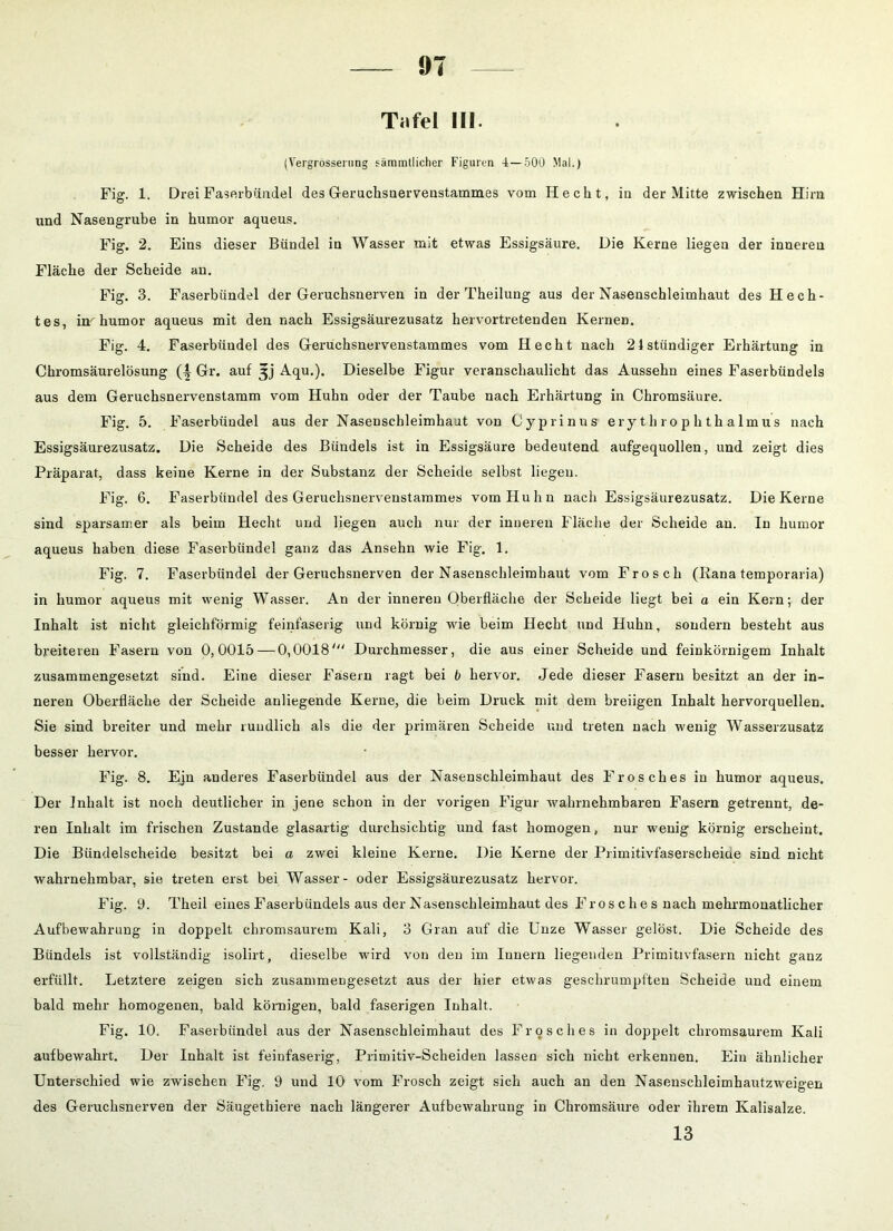 Tafel III. (Vergrössening säramtlicher Figuron 4—500 Mal.) Fig. 1. Drei Faserbündel des Geruchsnervenstammes vom Hecht, in der Mitte zwischen Hirn und Nasengrube in humor aqueus. Fig. 2. Eins dieser Bündel in Wasser mit etwas Essigsäure. Die Kerne liegen der inneren Fläche der Scheide an. Fig. 3. Faserbündel der Geruchsnerven in der Theilung aus der Nasenschleimhaut des Hech- tes, im humor aqueus mit den nach Essigsäurezusatz hervortretenden Kernen. Fig. 4. Faserbündel des Geruchsnervenstammes vom Hecht nach 21stiindiger Erhärtung in Chromsäurelösung Gr. auf Aqu.). Dieselbe Figur veranschaulicht das Aussehn eines Faserbündels aus dem Geruchsnervenstamm vom Huhn oder der Taube nach Erhärtung in Chromsäure. Fig. 5. Faserbündel aus der Nasenscbleimhaut von Cyprinus ery th ro p h th almus nach Essigsäurezusatz. Die Scheide des Bündels ist in Essigsäure bedeutend aufgequollen, und zeigt dies Präparat, dass keine Kerne in der Substanz der Scheide selbst liegen. Fig. 6. Faserbündel des Geruchsnervenstammes vom Huhn nach Essigsäurezusatz. Die Kerne sind sparsamer als beim Hecht und liegen auch nur der inneren Fläche der Scheide an. In humor aqueus haben diese Faserbündel ganz das Ansehn wie Fig. 1. Fig. 7. Faserbündel der Geruchsnerven der Nasenschleimhaut vom Frosch (Rana temporaria) in humor aqueus mit wenig Wasser. An der inneren Oberfläche der Scheide liegt bei a ein Kern; der Inhalt ist nicht gleichförmig feinfaserig und körnig wie beim Hecht und Huhn, sondern besteht aus breiteren Fasern von 0,0015 — 0,0018' Durchmesser, die aus einer Scheide und feinkörnigem Inhalt zusammengesetzt sind. Eine dieser Fasern ragt bei b hervor. Jede dieser Fasern besitzt an der in- neren Oberfläche der Scheide anliegende Kerne, die beim Druck mit dem breiigen Inhalt hervorquellen. Sie sind breiter und mehr rundlich als die der primären Scheide und treten nach wenig Wasserzusatz besser hervor. Fig. 8. Ejn anderes Faserbündel aus der Nasenschleimhaut des Frosches in humor aqueus. Der Inhalt ist noch deutlicher in jene schon in der vorigen Figur wahrnehmbaren Fasern getrennt, de- ren Inhalt im frischen Zustande glasartig durchsichtig und fast homogen, nur wenig körnig erscheint. Die Bündelscheide besitzt bei a zwei kleine Kerne. Die Kerne der Primitivfaserscheiue sind nicht wahrnehmbar, sie treten erst bei Wasser- oder Essigsäurezusatz hervor. Fig. 9. Theil eines Faserbündels aus der Nasenschleimhaut des Fros c h e s nach mehrmonatlicher Aufbewahrung in doppelt chromsaurem Kali, 3 Gran auf die Unze Wasser gelöst. Die Scheide des Bündels ist vollständig isolirt, dieselbe wird von den im Innern liegenden Primitivfasern nicht ganz erfüllt. Letztere zeigen sich zusammengesetzt aus der liier etwas geschrumpften Scheide und einem bald mehr homogenen, bald körnigen, bald faserigen Inhalt. Fig. 10. Faserbündel aus der Nasenschleimhaut des Frosches in doppelt chromsaurem Kali aufbewahrt. Der Inhalt ist feinfaserig, Primitiv-Scheiden lassen sich nicht erkennen. Ein ähnlicher Unterschied wie zwischen Fig. 9 und 10 vom Frosch zeigt sich auch an den Nasenschleimhautzweigen des Geruchsnerven der Säugethiere nach längerer Aufbewahrung in Chromsäure oder ihrem Kalisalze. 13