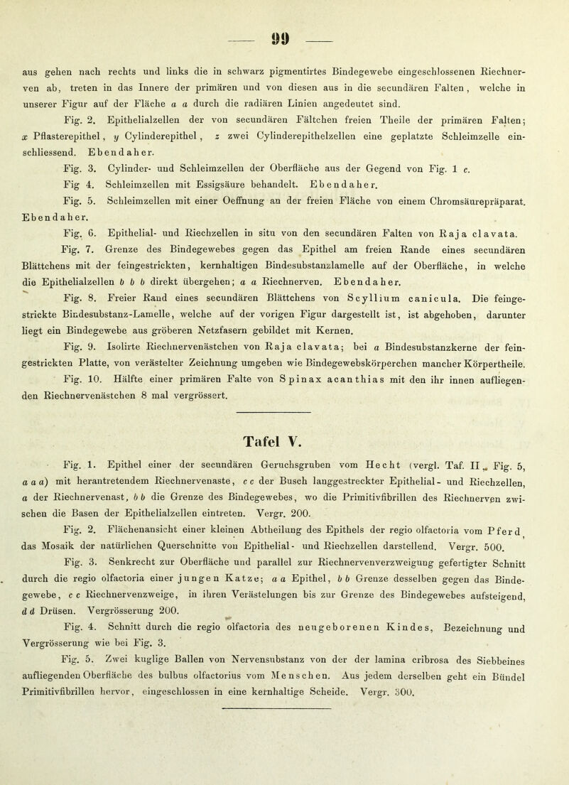 aus gehen nach rechts und links die in schwarz pigmentirtes Bindegewebe eingeschlossenen Riechner- ven ab, treten in das Innere der primären und von diesen aus in die secundären Falten , welche in unserer Figur auf der Fläche a a durch die radiären Linien angedeutet sind. Fig. 2. Epithelialzellen der von secundären Fältchen freien Theile der primären Falten; x Pflasterepithel, y Cylinderepithel , z zwei Cylinderepithelzellen eine geplatzte Schleimzelle ein- schliessend. Ebendaher. Fig. 3. Cylinder- und Schleimzellen der Oberfläche aus der Gegend von Fig. 1 c. Fig 4. Schleimzellen mit Essigsäure behandelt. Ebendaher. Fig. 5. Schleimzellen mit einer Oeffnung an der freien Fläche von einem Chromsäurepräparat. Ebendaher. Fig. 6. Epithelial- und Riechzellen in situ von den secundären Falten von Raja clavata. Fig. 7. Grenze des Bindegewebes gegen das Epithel am freien Rande eines secundären Blättchens mit der feingestrickten, kernhaltigen Bindesubstanzlamelle auf der Oberfläche, in welche die Epithelialzellen b b b direkt übergehen; a a Riechnerven. Ebendaher. Fig. 8. Freier Rand eines secundären Blättchens von Scyllium canicula. Die feinge- strickte Bindesubstanz-Lamelle, welche auf der vorigen Figur dargestellt ist, ist abgehoben, darunter liegt ein Bindegewebe aus gröberen Netzfasern gebildet mit Kernen. Fig. 9. Isolirte Rieclmervenästchen von Raja clavata; bei a Bindesubstanzkerne der fein- gestrickten Platte, von verästelter Zeichnung umgeben wie Bindegewebskörperchen mancher Körpertheile. Fig. 10. Hälfte einer primären Falte von Spinax acanthias mit den ihr innen aufliegen- den Riechnervenästchen 8 mal vergrössert. Tafel V. Fig. 1. Epithel einer der secundären Geruchsgruben vom Hecht (vergl. Taf. II,. Fig. 5, a a a) mit herantretendem Riechnervenaste, cc der Busch langgestreckter Epithelial- und Riechzellen, a der Riechnervenast, b b die Grenze des Bindegewebes, wo die Primitivfibrillen des Riechnerven zwi- schen die Basen der Epithelialzellen eintreten. Yergr. 200. Fig. 2. Flächenansicht einer kleinen Abtheilung des Epithels der regio olfactoria vom Pferd • I das Mosaik der natürlichen Querschnitte von Epithelial- und Riechzellen darstellend. Vergr. 500. Fig. 3. Senkrecht zur Oberfläche und parallel zur Riechnervenverzweigung gefertigter Schnitt durch die regio olfactoria einer jungen Katze; aa Epithel, bb Grenze desselben gegen das Binde- gewebe, cc Riechnervenzweige, in ihren Verästelungen bis zur Grenze des Bindegewebes aufsteigend, d d Drüsen. Yergrösserung 200. Fig. 4. Schnitt durch die regio olfactoria des neugeborenen Kindes, Bezeichnung und Vergrösserung wie bei Fig. 3. Fig. 5. Zwei kuglige Ballen von Nervensubstanz von der der lamina cribrosa des Siebbeines aufliegenden Oberfläche des bulbus olfactorius vom Menschen. Aus jedem derselben geht ein Bündel Primitivfibrillen hervor, eingeschlossen in eine kernhaltige Scheide. Vergr. 300.