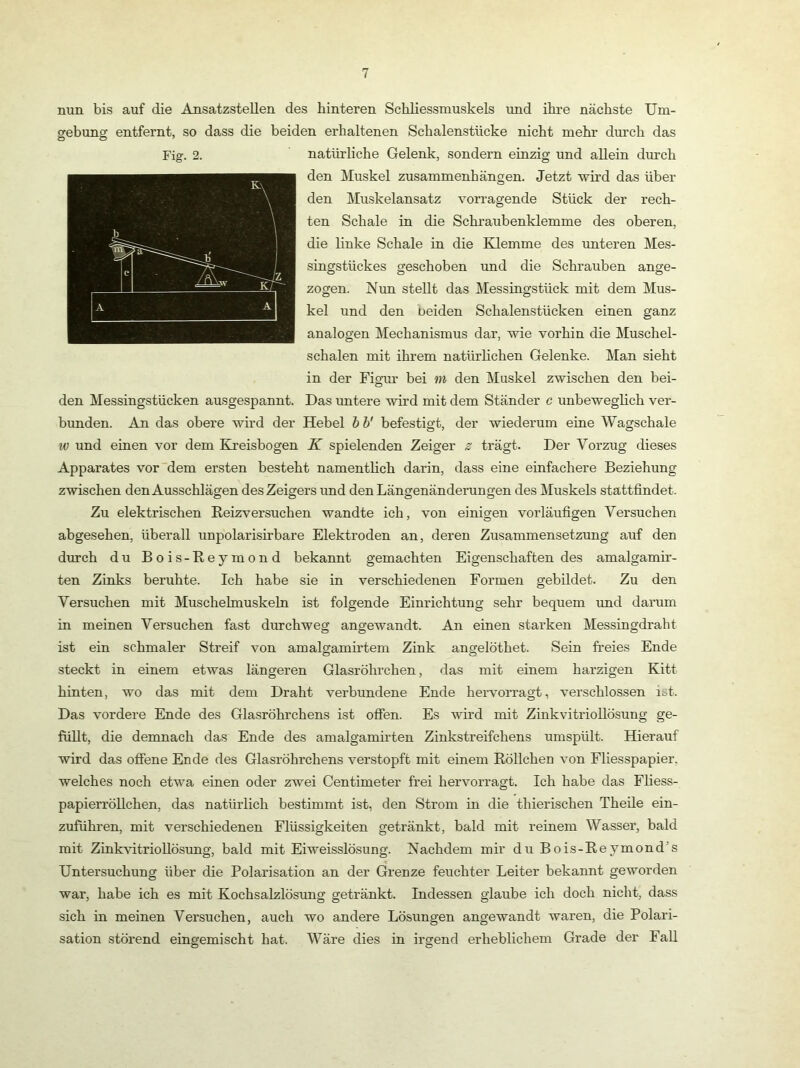 nun bis auf die Ansatzstellen des hinteren Scldiessmuskels und ihre nächste Um- srebuns: entfernt, so dass die beiden erhaltenen Schalenstücke nicht mehr durch das Fig. 2. natürliche Gelenk, sondern einzig und allein dm'ch den Muskel Zusammenhängen. Jetzt wird das über den Muskelansatz vorragende Stück der rech- ten Schale in die Schraubenklemme des oberen, die linke Schale in die Klemme des unteren Mes- singstückes geschoben und die Schrauben ange- zogen. Nun stellt das Messingstück mit dem Mus- kel und den beiden Schalenstücken einen ganz analogen Mechanismus dar, wie vorhin die Muschel- schalen mit ihrem natürlichen Gelenke. l\Ian sieht in der Fio-ur bei m den Muskel zwischen den bei- o den Messingstücken ausgespannt. Das untere wird mit dem Ständer c unbeweglich ver- bunden. An das obere wird der Hebel hh' befestigt, der wiederum eine Wagschale w und einen vor dem Kreisbogen K spielenden Zeiger s trägt. Der Vorzug dieses Apparates vor dem ersten besteht namentlich darin, dass eine einfachere Beziehung zwischen den Ausschlägen des Zeigers und den Längenänderungen des Muskels stattfindet. Zu elektrischen Beizversuchen wandte ich, von einigen vorläufigen Versuchen abgesehen, überall unpolarisirbare Elektroden an, deren Zusammensetzung auf den diLTch du Bois-Eeymond bekannt gemachten Eigenschaften des amalgamir- ten Zinks beruhte. Ich habe sie in verschiedenen Formen gebildet. Zu den Versuchen mit Muschelmuskeln ist folgende Einrichtung sehr bequem und darum in meinen Versuchen fast durchweg angewandt. An einen starken Messingdraht ist ein schmaler Streif von amalgamirtem Zink angelöthet. Sein fi’eies Ende steckt in einem etwas längeren Glasröhrchen, das mit einem harzigen Kitt hinten, wo das mit dem Draht verbundene Ende hervorragt, verschlossen ist. Das vordere Ende des Glasröhrchens ist offen. Es wird mit Zinkvitriollösung ge- füllt, die demnach das Ende des amalgamirten Zinkstreifchens umspült. Hierauf wird das ofifene Ende des Glasröhrchens verstopft mit einem Röllchen von Fliesspapier, welches noch etwa einen oder zwei Centimeter frei hervorragt. Ich habe das Fliess- papierröUchen, das natürlich bestimmt ist, den Strom in die thierischen Theile ein- zuführen, mit verschiedenen Flüssigkeiten getränkt, bald mit reinem Wasser, bald mit Zinkvitriollösung, bald mit Eiweisslösung. Nachdem mir du Bois-Beymond’s Untersuchung über die Polarisation an der Grenze feuchter Leiter bekannt geworden war, habe ich es mit Kochsalzlösung getränkt. Indessen glaube ich doch nicht, dass sich in meinen Versuchen, auch wo andere Lösungen angewandt waren, die Polari- sation störend eingemischt hat. Wäre dies in irgend erheblichem Grade der Fall