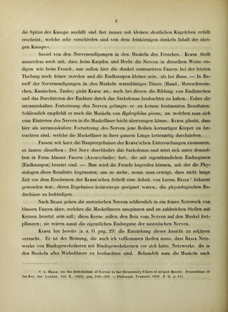 die Spitze der Knospe ausfüllt und fast immer mit kleinen deutlichen Kügelchen erfüllt erscheint , welche sehr verschieden sind von dem feinkörnigen dunkeln Inhalt der übri- gen Knospe«. Soviel von den Nervenendigungen in den Muskeln des Frosches. Kühne theilt ausserdem noch mit, dass beim Karpfen und Hecht die Nerven in derselben Weise en- digen wie beim Frosch, nur sollen hier die dunkel contourirten Fasern bei der letzten Theilung noch feiner werden und die Endknospen kleiner sein, als bei Rana. — In Be- treff der Nervenendigungen in den Muskeln warmblütiger Thiere (Hund, Meerschwein- chen, Kaninchen, Taube) giebt Kühne an, auch bei diesen die Bildung von Endbüschen und das Durchtreten der Endaste durch das Sarkolemm beobachtet zu haben. Ueber die intramuskuläre Fortsetzung des Nerven gelangte er zu keinen bestimmten Resultaten. Schliesslich empfiehlt er noch die Muskeln von Hydrophilus piceus, an welchen man sich vom Eintreten des Nerven in die Muskelfaser leicht überzeugen könne. Kühne glaubt, dass hier als intramuskuläre Fortsetzung des Nerven jene Reihen kernartiger Körper zu be- trachten sind, welche die Muskelfaser in ihrer ganzen Länge kettenartig durchziehen. Fassen wir kurz die Hauptergebnisse der KüHNE’schen Untersuchungen zusammen, so lauten dieselben: Der Nerv durchbohrt das Sarkolemm und setzt sich unter demsel- ben in Form blasser Fasern (Axencylinder) fort, die mit eigenthümlichen Endorganen (Endknospen) besetzt sind. — Man wird die Freude begreifen können, mit der die Phy- siologen diese Resultate begrüssten, um so mehr, wenn man erwägt, dass nicht lange Zeit vor dem Erscheinen der KüHNE’schen Schrift eine Arbeit von Lionel Beale 1 bekannt geworden war, deren Ergebnisse keineswegs geeignet waren, die physiologischen Be- dürfnisse zu befriedigen. Nach Beale gehen die motorischen Nerven schliesslich in ein feines Netzwerk von blassen Fasern über, welches die Muskelfasern umspinnen und an zahlreichen Stellen mit Kernen besetzt sein soll; diese Kerne sollen den Reiz vom Nerven auf den Muskel fort- pflanzen ; sie wären somit die eigentlichen Endorgane der motorischen Nerven. Kühne hat bereits (a. a. 0. pag. 29) die Entstehung dieser Ansicht zu erklären versucht. Er ist der Meinung, die auch ich vollkommen theilen muss, dass Beale Netz- werke von Bindegewebsfasern mit Bindegewebskernen vor sich hatte, Netzwerke, die in den Muskeln aller Wirbellhiere zu beobachten sind. Behandelt man die Muskeln nach 1) L. Beale, On the Distribution of Nerves to (he Eleinentary Fibres of striped Muscle. Proceedings of the Roy. Soc. London. Vol. X. (1860). pag. 519—523. —Philosoph. Transact. 1860 P. II. p. 611.