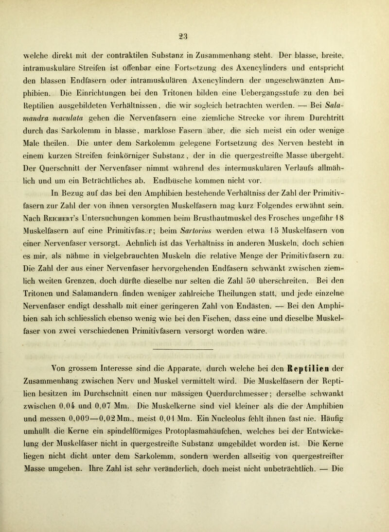 welche direkt mit der contraktilen Substanz in Zusammenhang steht. Der blasse, breite, intramuskuläre Streifen ist offenbar eine Fortsetzung des Axencylinders und entspricht den blassen Endfasern oder intramuskulären Axencylindern der ungeschwänzten Am- phibien. Die Einrichtungen bei den Tritonen bilden eine Uebergangsstufe zu den bei Reptilien ausgebildeten Verhältnissen, die wir sogleich betrachten werden. — Bei Sala- mandra niaciilata gehen die Nervenfasern eine ziemliche Strecke vor ihrem Durchtritt durch das Sarkolemm in blasse, marklose Fasern aber, die sich meist ein oder wenige Male theilen. Die unter dem Sarkolemm gelegene Fortsetzung des Nerven besteht in einem kurzen Streifen feinkörniger Substanz, der in die quergestreifte Masse übergeht. Der Querschnitt der Nervenfaser nimmt während des intermuskulären Verlaufs allmäh- lich und um ein Beträchtliches ab. Endbüsche kommen nicht vor. In Bezug auf das bei den Amphibien bestehende Verhältniss der Zahl der Primitiv- fasern zur Zahl der von ihnen versorgten Muskelfasern mag kurz Folgendes erwähnt sein. Nach Reichert’s Untersuchungen kommen beim Brusthautmuskel des Frosches ungefähr 18 Muskelfasern auf eine Primitivfaser; beim Sartorius werden etwa 1 5 Muskelfasern von einer Nervenfaser versorgt. Aehnlich ist das Verhältniss in anderen Muskeln, doch schien es mir, als nähme in vielgebrauchten Muskeln die relative Menge der Primitivfasern zu. Die Zahl der aus einer Nervenfaser hervorgehenden Endfasern schwankt zwischen ziem- lich weiten Grenzen, doch dürfte dieselbe nur selten die Zahl 50 überschreiten. Bei den Tritonen und Salamandern finden weniger zahlreiche Theilungen statt, und jede einzelne Nervenfaser endigt desshalb mit einer geringeren Zahl von Endästen. — Bei den Amphi- bien sah ich schliesslich ebenso wenig wie bei den Fischen, dass eine und dieselbe Muskel- faser von zwei verschiedenen Primitivfasern versorgt worden wäre. Von grossem Interesse sind die Apparate, durch welche bei den Reptilien der Zusammenhang zwischen Nerv und Muskel vermittelt wird. Die Muskelfasern der Repti- lien besitzen im Durchschnitt einen nur massigen Querdurchmesser; derselbe schwankt zwischen 0,04 und 0,07 Mm. Die Muskelkerne sind viel kleiner als die der Amphibien und messen 0,009—0,02 Mm., meist 0,01 Mm. Ein Nucleolus fehlt ihnen fast nie. Häufig umhüllt die Kerne ein spindelförmiges Protoplasmahäufchen, welches bei der Entwicke- lung der Muskelfaser nicht in quergestreifte Substanz umgebildet worden ist. Die Kerne liegen nicht dicht unter dem Sarkolemm, sondern werden allseitig von quergestreifter Masse umgeben. Ihre Zahl ist sehr veränderlich, doch meist nicht unbeträchtlich. — Die