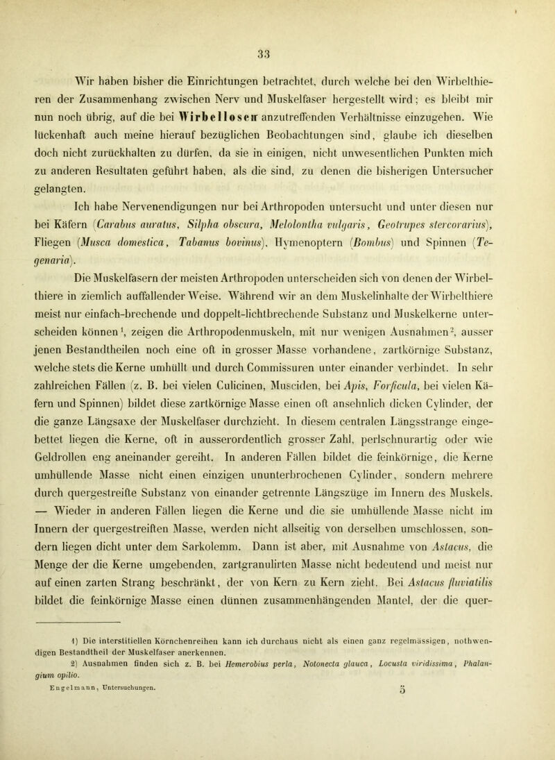 Wir haben bisher die Einrichtungen betrachtet, durch welche bei den Wirbelthie- ren der Zusammenhang zwischen Nerv und Muskelfaser hergestellt wird; es bleibt mir nun noch übrig, auf die bei Wirbelloseir anzutreffenden Verhältnisse einzugehen. Wie lückenhaft auch meine hierauf bezüglichen Beobachtungen sind, glaube ich dieselben doch nicht zurückhalten zu dürfen, da sie in einigen, nicht unwesentlichen Punkten mich zu anderen Resultaten geführt haben, als die sind, zu denen die bisherigen Untersucher gelangten. Ich habe Nervenendigungen nur bei Arthropoden untersucht und unter diesen nur bei Käfern (Carabus auratus, Silpha obscura, Melolonlha vulgaris, Gcotrupes stercorarhis). Fliegen (Mttsca domestica, Tabanus bovinus), Hymenoptern (Bombus) und Spinnen (Te- genaria). Die Muskelfasern der meisten Arthropoden unterscheiden sich von denen der Wirbel- thiere in ziemlich auffallender Weise. Während wir an dem Muskelinhalte der Wirbelthiere meist nur einfach-brechende und doppelt-lichtbrechende Substanz und Muskelkerne unter- scheiden können1, zeigen die Arthropodenmuskeln, mit nur wenigen Ausnahmen2, ausser jenen Bestandtheilen noch eine oft in grosser Masse vorhandene, zartkörnige Substanz, welche stets die Kerne umhüllt und durch Commissuren unter einander verbindet. In sehr zahlreichen Fällen (z. B. bei vielen Culicinen, Musciden, bei Apis, Forfcula, bei vielen Kä- fern und Spinnen) bildet diese zartkörnige Masse einen oft ansehnlich dicken Cylinder, der die ganze Längsaxe der Muskelfaser durchzieht. In diesem centralen Längsstrange einge- bettet liegen die Kerne, oft in ausserordentlich grosser Zahl, perlschnurartig oder wie Geldrollen eng aneinander gereiht. In anderen Fällen bildet die feinkörnige, die Kerne umhüllende Masse nicht einen einzigen ununterbrochenen Cylinder, sondern mehrere durch quergestreifte Substanz von einander getrennte Längszüge im Innern des Muskels. — Wieder in anderen Fällen liegen die Kerne und die sie umhüllende Masse nicht im Innern der quergestreiften Masse, werden nicht allseitig von derselben umschlossen, son- dern liegen dicht unter dem Sarkolemm. Dann ist aber, mit Ausnahme von Astacus, die Menge der die Kerne umgebenden, zartgranulirten Masse nicht bedeutend und meist nur auf einen zarten Strang beschränkt, der von Kern zu Kern zieht. Bei Asiacus fluviatilis bildet die feinkörnige Masse einen dünnen zusammenhängenden Mantel, der die quer- 1) Die interstitiellen Körnchenreihen kann ich durchaus nicht als einen ganz regelmässigen, nothwen- digen Bestandtheil der Muskelfaser anerkennen. 2) Ausnahmen finden sich z. B. bei Hemerobius perla, Notonecta glauca, Locusta viridissima, Phalan- gium opilio. Eugelmann, Untersuchungen.