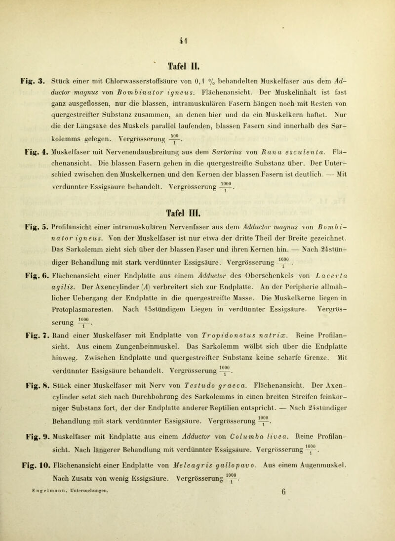 ' Tafel II. Fig. 3. Stück einer mit Chlorwasserstoffsäure von 0,1 % behandelten Muskelfaser aus dem Ad- ductor magnus von Bombinator igneus. Flächenansicht. Der Muskelinhalt ist fast ganz ausgeflossen, nur die blassen, intramuskulären Fasern hängen noch mit Resten von quergestreifter Substanz zusammen, an denen hier und da ein Muskelkern haftet. Nur die der Längsaxe des Muskels parallel laufenden, blassen Fasern sind innerhalb des Sar- kolemms gelegen. Vergrösserung . Fig. 4. Muskelfaser mit Nervenendausbreitung aus dem Sartorius von Rana esculenta. Flä- chenansicht. Die blassen Fasern gehen in die quergestreifte Substanz über. Der Unter- schied zwischen den Muskelkernen und den Kernen der blassen Fasern ist deutlich. —- Mit verdünnter Essigsäure behandelt. Vergrösserung Tafel III. Fig. 5. Profilansicht einer intramuskulären Nervenfaser aus dem Adductor magnus von Bombi- nator igneus. Von der Muskelfaser ist nur etwa der dritte Theil der Breite gezeichnet. Das Sarkolemm zieht sich über der blassen Faser und ihren Kernen hin. — Nach 2istün- diger Behandlung mit stark verdünnter Essigsäure. Vergrösserung 1000 Fig. 6. Flächenansicht einer Endplatte aus einem Adductor des Oberschenkels von Lacerta agilis. Der Axencvlinder [A] verbreitert sich zur Endplatte. An der Peripherie allmäh- licher Uebergang der Endplatte in die quergestreifte Masse. Die Muskelkerne liegen in Protoplasmaresten. Nach lostündigem Liegen in verdünnter Essigsäure. Vergrös- 1000 serung —j— Fig. 7 Rand einer Muskelfaser mit Endplatte von Tropidonotus natrix. Reine Profilan- sicht. Aus einem Zungenbeinmuskel. Das Sarkolemm wölbt sich über die Endplatte hinweg. Zwischen Endplatte und quergestreifter Substanz keine scharfe Grenze. Mit 1000 1 ■ Fig. 8, Fig. 9. Fig. 10 verdünnter Essigsäure behandelt. Vergrösserung Stück einer Muskelfaser mit Nerv von Testudo graeca. Flächenansicht. Der Axen- cylinder setzt sich nach Durchbohrung des Sarkolemms in einen breiten Streifen feinkör- niger Substanz fort, der der Endplatte anderer Reptilien entspricht. — Nach 24stündiger Behandlung mit stark verdünnter Essigsäure. Vergrösserung 1-^. Muskelfaser mit Endplatte aus einem Adductor von Columba livea. Reine Profilan- sicht. Nach längerer Behandlung mit verdünnter Essigsäure. Vergrösserung ^p. Flächenansicht einer Endplatte von Meleagris gallopavo. Aus einem Augenmuskel. Nach Zusatz von wenig Essigsäure. Vergrösserung Engelmann, Untersuchungen. 6