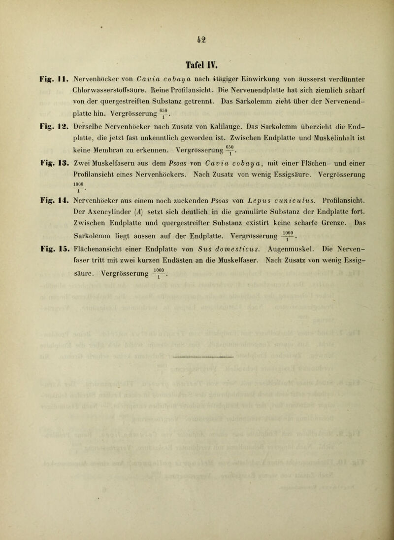 Tafel IV. Fig. fl. Nervenhöcker von Cavia cobaya nach 4tägiger Einwirkung von äusserst verdünnter Chlorwasserstoffsäure. Reine Profilansicht. Die Nervenendplatte hat sich ziemlich scharf von der quergestreiften Substanz getrennt. Das Sarkolemm zieht über der Nervenend- platte hin. Vergrösserung0’0. Fig. 12. Derselbe Nervenhöcker nach Zusatz von Kalilauge. Das Sarkolemm überzieht die End- platte, die jetzt fast unkenntlich geworden ist. Zwischen Endplatte und Muskelinhalt ist. keine Membran zu erkennen. Vergrösserung -’°. Fig. 13. Zwei Muskelfasern aus dem Psoas von Cavia cobaya, mit einer Flächen- und einer Profilansicht eines Nervenhöckers. Nach Zusatz von wenig Essigsäure. Vergrösserung 1000 1 • Fig. 14. Nervenhöcker aus einem noch zuckenden Psoas von Lepus cuniculus. Profilansicht. Der Axencylinder (A) setzt sich deutlich in die gratiulirte Substanz der Endplatte fort. Zwischen Endplatte und quergestreifter Substanz existirt keine scharfe Grenze. Das Sarkolemm liegt aussen auf der Endplatte. Vergrösserung Fig. 15. Flächenansicht einer Endplatte von Sus domesticus. Augenmuskel. Die Nerven- faser tritt mit zwei kurzen Endästen an die Muskelfaser. Nach Zusatz von wenig Essig- saure. Vergrösserung ——.
