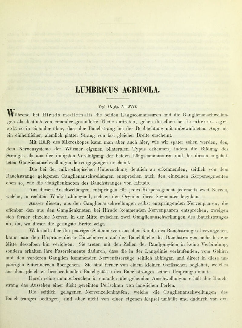 LUMBRICUS AGRICOLA. Taf. II. fig. I.—X1II. IF iw ährend bei Hirudo medicinalis die beiden Längscommissuren und die Ganglienanschwellun- gen als deutlich von einander gesonderte Theile auftreten, gehen dieselben bei Lumbricus agri- cola so in einander über, dass der Bauchstrang bei der Beobachtung mit unbewaffnetem Auge als ein einheitlicher, ziemlich platter Strang von fast gleicher Breite erscheint. Mit Hülfe des Mikroskopes kann man aber auch hier, wie wir später sehen werden, den, dem Nervensysteme der Wimmer eigenen bilateralen Typus erkennen, indem die Bildung des Stranges als aus der innigsten Vereinigung der beiden Längscommissuren und der diesen angehef- teten Ganglienanschwellungen hervorgegangen erscheint. Die bei der mikroskopischen Untersuchung deutlich zu erkennenden, seitlich von dem Bauchstrange gelegenen Ganglienanschwellungen entsprechen auch den einzelnen Körpersegmenten eben so, wie die Ganglienknoten des Bauchstranges von Hirudo. Aus diesen Anschwellungen entspringen für jedes Körpersegment jederseits zwei Nerven, welche, in rechtem Winkel abbiegend, sich zu den Organen ihres Segmentes begeben. Ausser diesen, aus den Ganglienanschwellungen selbst entspringenden Nervenpaaren, die offenbar den aus den Ganglienknoten bei Hirudo kommenden Nervenpaaren entsprechen, zweigen sich ferner einzelne Nerven in der Mitte zwischen zwei Ganglienanschwellungen des Bauchstranges ab, da, wo dieser die geringste Breite zeigt. Während aber die paarigen Seitennerven aus dem Rande des Bauchstranges hervorgehen, kann man den Ursprung dieser Einzelnerven auf der Bauchfläche des Bauchstranges mehr bis zur Mitte desselben hin verfolgen. Sie treten mit den Zellen der Randganglien in keine Verbindung, sondern erhalten ihre Faserelemente dadurch, dass die in der Längslinie verlaufenden, vom Gehirn und den vorderen Ganglien kommenden Nervenfaserzüge seitlich abbiegen und direct in diese un- paarigen Seitennerven übergehen. Sie sind ferner von einem kleinen Gefässchen begleitet, welches aus dem gleich zu beschreibenden Bauchgefässe des Bauchstranges seinen Ursprung nimmt. Durch seine ununterbrochen in einander übergehenden Anschwellungen erhält der Bauch- strang das Aussehen einer dicht gereihten Perlsclmur von länglichen Perlen. Die seitlich gelegenen Nervenzellenhaufen, welche die Ganglienanschwellungen des Bauchstranges bedingen, sind aber nicht von einer eigenen Kapsel umhüllt und dadurch von den