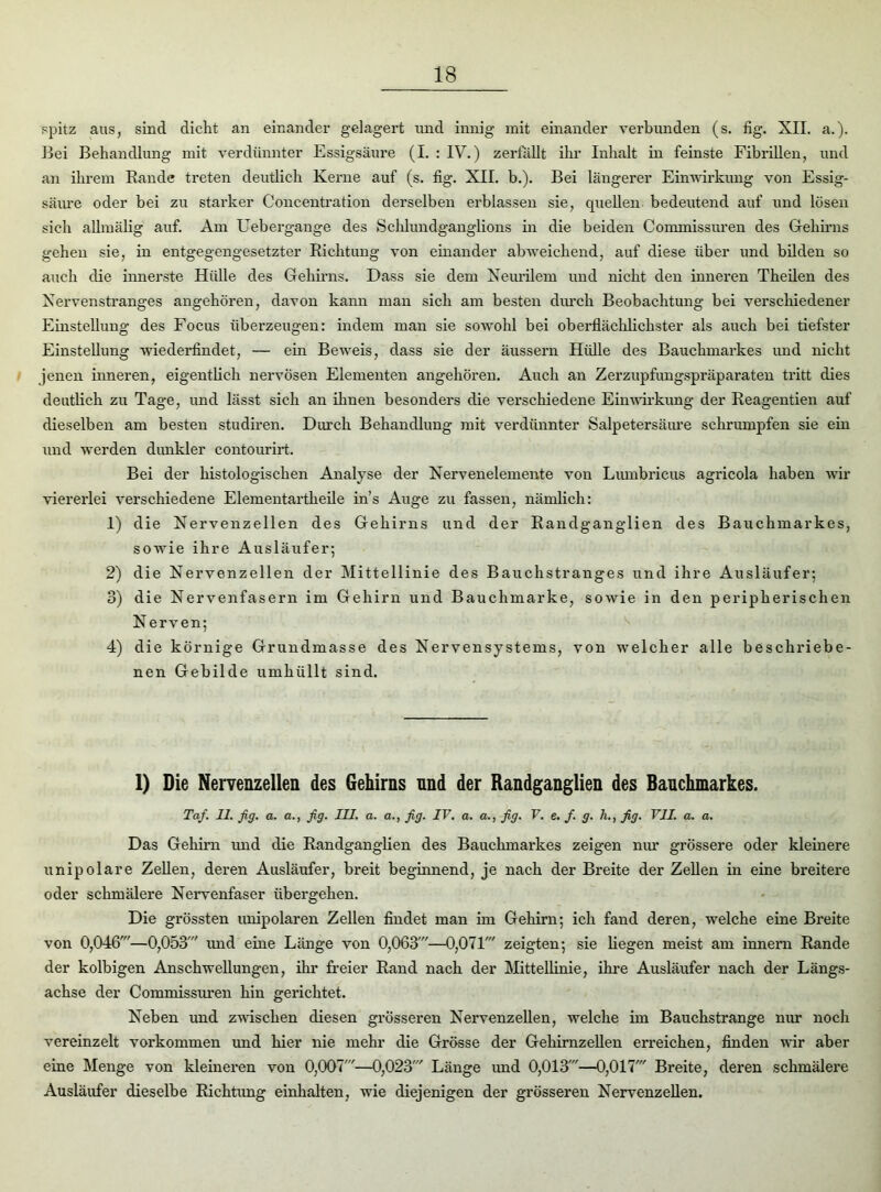 spitz aus, sind dicht an einander gelagert und innig mit einander verbunden (s. fig. XII. a.). Bei Behandlung mit verdünnter Essigsäure (I. : IV.) zerfällt ihr Inhalt in feinste Fibrillen, und an ihrem Rande treten deutlich Kerne auf (s. fig. XII. b.). Bei längerer Einwirkung von Essig- säure oder bei zu starker Concentration derselben erblassen sie, quellen bedeutend auf und lösen sich allmälig auf. Am Uebergange des Schlimdganglions in die beiden Commissuren des Gehirns gehen sie, in entgegengesetzter Richtung von einander abweichend, auf diese über und bilden so auch die innerste Hülle des Gehirns. Dass sie dem Xeurilem und nicht den inneren Theilen des Xervenstranges angehören, davon kann man sich am besten durch Beobachtung bei verschiedener Einstellung des Focus überzeugen: indem man sie sowohl bei obei’flächlichster als auch bei tiefster Einstellung wiederfindet, — ein Beweis, dass sie der äussern Hiüle des Bauchmarkes und nicht jenen inneren, eigentlich nervösen Elementen angehören. Auch an Zerzupfungspräparaten tritt dies deutlich zu Tage, und lässt sich an ihnen besonders die verschiedene Einwirkung der Reagentien auf dieselben am besten studiren. Durch Behandlung mit verdünnter Salpetersäure schrumpfen sie ein und werden dunkler contourirt. Bei der histologischen Analyse der Xervenelemente von Lumbricus agricola haben wir viererlei verschiedene Elementartheile ins Auge zu fassen, nämlich: 1) die Nervenzellen des Gehirns und der Randganglien des Bauchmarkes, sowie ihre Ausläufer; 2) die Nervenzellen der Mittellinie des Bauchstranges und ihre Ausläufer; 3) die Nervenfasern im Gehirn und Bauchmarke, sowie in den peripherischen Nerven; 4) die körnige Grundmasse des Nervensystems, von welcher alle beschriebe- nen Gebilde umhüllt sind. 1) Die Nervenzellen des Gehirns und der Randganglien des Banchmarkes. Taf. 11. fig. a. a., fig. 111. a. a., fig. IV. a. a., fig. V. e. f. g. h., fig. VII. a. a. Das Gehirn und die Randganglien des Bauchmarkes zeigen nur grössere oder kleinere unipolare Zellen, deren Ausläufer, breit beginnend, je nach der Breite der Zellen in eine breitere oder schmälere Nervenfaser übergehen. Die grössten unipolaren Zellen findet man im Gehirn; ich fand deren, welche eine Breite von 0,046'—0,053' und eine Länge von 0,063'—0,071' zeigten; sie liegen meist am innern Rande der kolbigen Anschwellungen, ihr freier Rand nach der Mittellinie, ihre Ausläufer nach der Längs- achse der Commissuren hin gerichtet. Neben und zwischen diesen grösseren Nervenzellen, welche im Bauchstrange nur noch vereinzelt Vorkommen und hier nie mehr die Grösse der Gehirnzellen erreichen, finden wir aber eine Menge von kleineren von 0,007'—0,023' Länge und 0,013'—0,017' Breite, deren schmälere Ausläufer dieselbe Richtung einhalten, wie diejenigen der grösseren Nervenzellen.
