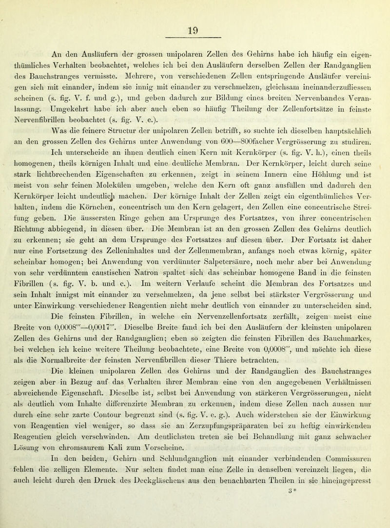 An den Ausläufern der grossen unipolaren Zellen des Gehirns habe ich häufig ein eigen- tümliches Verhalten beobachtet, welches ich bei den Ausläufern derselben Zellen der Randganglien des Bauchstranges vermisste. Mehrere, von verschiedenen Zellen entspringende Ausläufer vereini- gen sich mit einander, indem sie innig mit einander zu verschmelzen, gleichsam ineinanderzufliessen scheinen (s. fig. V. f. und g.), und geben dadurch zur Bildung eines breiten Nervenbandes Veran- lassung. Umgekehrt habe ich aber auch eben so häufig Theilung der Zellenfortsätze in feinste IS! ervenfibrillen beobachtet (s. fig. V. e.). Was die feinere Structur der unipolaren Zellen betrifft, so suchte ich dieselben hauptsächlich an den grossen Zellen des Gehirns unter Anwendung von 600—SOOfacher Vergrösserung zu studiren. Ich unterscheide an ihnen deutlich einen Kern mit Kernkörper (s. fig. V. ln), einen theils homogenen, theils körnigen Inhalt und eine deutliche Membran. Der Kernkörper, leicht durch seine stark lichtbrechenden Eigenschaften zu erkennen, zeigt in seinem Innern eine Höhlung und ist meist von sehr feinen Molekülen umgeben, welche den Kern oft ganz ausfüllen und dadurch den Kernkörper leicht undeutlicji machen. Der körnige Inhalt der Zellen zeigt ein eigenthümliches Ver- halten, indem die Körnchen, concentrisch um den Kern gelagert, den Zellen eine concentrische Strei- fung geben. Die äussersten Ringe gehen am Ursprünge des Fortsatzes, von ihrer concentrischen Richtung abbiegend, in diesen über. Die Membran ist an den grossen Zellen des Gehirns deutlich zu erkennen; sie geht an dem Ursprünge des Fortsatzes auf diesen über. Der Fortsatz ist daher nur eine Fortsetzung des Zelleninhaltes und der Zellenmembran, anfangs noch etwas körnig, später scheinbar homogen; bei Anwendung von verdünnter Salpetersäure, noch mehr aber bei Anwendung von sehr verdünntem caustischen Natron spaltet sich das scheinbar homogene Band in die feinsten Fibrillen (s. fig. V. b. und c.). Im weitern Verlaufe scheint die Membran des Fortsatzes und sein Inhalt innigst mit einander zu verschmelzen, da jene selbst bei stärkster Vergrösserung und unter Einwirkung verschiedener Reagentien nicht mehr deutlich von einander zu untei’sclieiden sind. Die feinsten Fibrillen, in welche ein Nervenzellenfortsatz zerfällt, zeigen meist eine Breite von 0,0008'—0,0017'. Dieselbe Breite fand ich bei den Ausläufern der kleinsten unipolaren Zellen des Gehirns und der Randganglien; eben so zeigten die feinsten Fibrillen des Bauchmarkes, bei welchen ich keine weitere Theilung beobachtete, eine Breite von 0,0008', und möchte ich diese als die Normalbreite der feinsten Nervenfibrillen dieser Thiere betrachten. Die kleinen unipolaren Zellen des Gehirns und der Randganglien des Bauchstranges zeigen aber in Bezug auf das Verhalten ihrer Membran eine von den angegebenen Verhältnissen abweichende Eigenschaft. Dieselbe ist, selbst bei Anwendung von stärkeren Vergrösserungen, nicht als deutlich vom Inhalte differenzirte Membran zu erkennen, indem diese Zellen nach aussen Hin- durch eine sehr zarte Contour begrenzt sind (s. fig. V. e. g.). Auch widerstehen sie der Einwirkung von Reagentien viel weniger, so dass sie an Zerzupfungspräparaten bei zu heftig einwirkenden Reagentien gleich verschwinden. Am deutlichsten treten sie bei Behandlung mit ganz schwacher Lösung von chromsaurem Kali zum Vorscheine. In den beiden, Gehirn und Schlundganglion mit einander verbindenden Commissuren fehlen die zelligen Elemente. Nur selten findet man eine Zelle in denselben vereinzelt liegen, die auch leicht durch den Druck des Deckgläschens aus den benachbarten Theilen in sie hineingepresst 3*