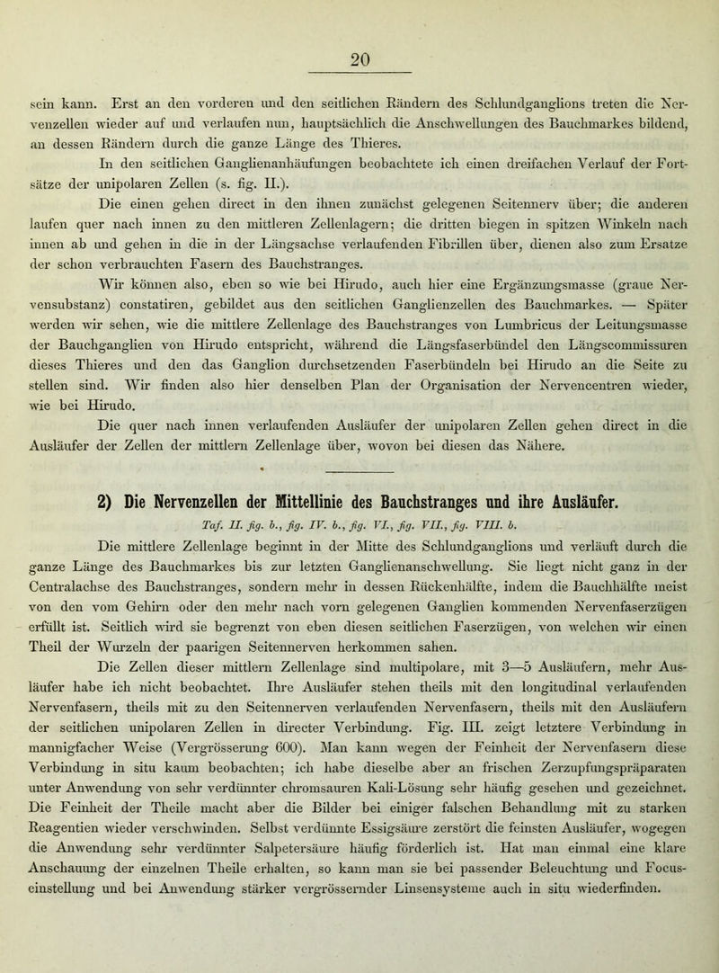 sein kann. Erst an den vorderen und den seitlichen Rändern des Schlundganglions treten die Ner- venzellen wieder auf und verlaufen nun, hauptsächlich die Anschwellungen des Bauchmarkes bildend, an dessen Rändern durch die ganze Länge des Thieres. In den seitlichen Ganglienanhäufungen beobachtete ich einen dreifachen Verlauf der Fort- sätze der unipolaren Zellen (s. fig. II.). Die einen gehen direct in den ihnen zunächst gelegenen Seitennerv über; die anderen laufen quer nach innen zu den mittleren Zellenlagern; die dritten biegen in spitzen Winkeln nach innen ab und gehen in die in der Längsachse verlaufenden Fibrillen über, dienen also zum Ersätze der schon verbrauchten Fasern des Bauchstranges. Wh’ können also, eben so wie bei Hirudo, auch hier eine Ergänzungsmasse (graue Ner- vensubstanz) constatiren, gebildet aus den seitlichen Ganglienzellen des Bauchmarkes. — Später werden wir sehen, wie die mittlere Zellenlage des Bauehstranges von Lumbricus der Leitungsmasse der Bauchganglien von Hirudo entspricht, während die Längsfaserbündel den Längscommissuren dieses Thieres und den das Ganglion durchsetzenden Faserbündeln bei Hirudo an die Seite zu stellen sind. Wir finden also hier denselben Plan der Organisation der Nervencentren wieder, wie bei Hirudo. Die quer nach innen verlaufenden Ausläufer der unipolaren Zellen gehen direct in die Ausläufer der Zellen der mittlern Zellenlage über, wovon bei diesen das Nähere. 2) Die Nervenzellen der Mittellinie des Bauchstranges und ihre Ausläufer. Taf. II. fig. b., fig. IV. b., fig. VI., fig. VII., fig. VIII. b. Die mittlere Zellenlage beginnt in der Mitte des Schlundganglions und verläuft durch die ganze Länge des Bauchmarkes bis zur letzten Ganglienanschwellung. Sie liegt nicht ganz in der Centralachse des Bauchstranges, sondern mein’ in dessen Rückenhälfte, indem die Bauchhälfte meist von den vom Gehirn oder den mein’ nach voi’n gelegenen Ganglien kommenden Nervenfaserzügen erfüllt ist. Seitlich ward sie begrenzt von eben diesen seitlichen Faserzügen, von welchen wir einen Theil der Wurzeln der paarigen Seitennerven herkommen sahen. Die Zellen dieser mittlern Zellenlage sind multipolare, mit 3—5 Ausläufern, mehr Aus- läufer habe ich nicht beobachtet. Ihre Ausläufer stehen theils mit den longitudinal verlaufenden Nervenfasera, theils mit zu den Seitennerven verlaufenden Nervenfasern, theils mit den Ausläufern der seitlichen unipolaren Zellen in directer Verbindung. Fig. IH. zeigt letztere Verbindung in mannigfacher Weise (Vergrösserung 600). Man kann wegen der Feinheit der Nervenfasern diese Verbindung in situ kaum beobachten; ich habe dieselbe aber an frischen Zerzupfungspräparaten unter Anwendung von sehr verdünnter chromsauren Kali-Lösung sehr häufig gesehen und gezeichnet. Die Feinheit der Theile macht aber die Bilder bei einiger falschen Behandlung mit zu starken Reagentien wieder verschwinden. Selbst verdünnte Essigsäure zerstört die feinsten Ausläufer, wogegen die Anwendimg sein- verdünnter Salpetersäure häufig förderlich ist. Hat man einmal eine klare Anschauung der einzelnen Theile erhalten, so kann man sie bei passender Beleuchtung und Focus- einstellung und bei Anwendung stärker vergrössernder Linsensysteme auch in situ wiederfinden.