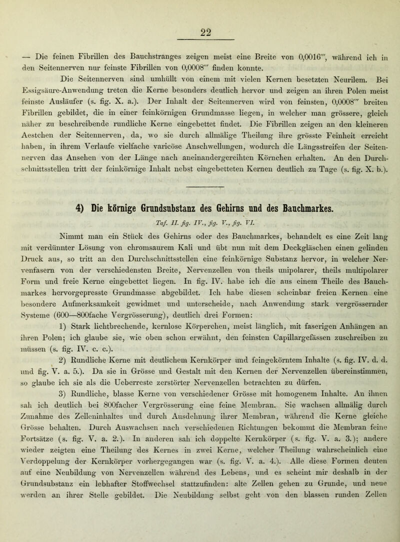— Die feinen Fibrillen des Banchstranges zeigen meist eine Breite von 0,0016' während ich in den Seitennerven nur feinste Fibrillen von 0,0008' finden konnte. Die Seitennerven sind umhüllt von einem mit vielen Kernen besetzten Neurilem. Bei Essigsäure-An Wendung treten die Kerne besonders deutlich hervor und zeigen an ihren Polen meist feinste Ausläufer (s. fig. X. a.). Der Inhalt der Seitennerven wird von feinsten, 0,0008' breiten Fibrillen gebildet, die in einer feinkörnigen Grundmasse liegen, in welcher man grössere, gleich näher zu beschreibende rundliche Kerne eingebettet findet. Die Fibrillen zeigen an den kleineren Aestcken der Seitennerven, da, wo sie durch allmälige Theilung ihre grösste Feinheit erreicht haben, in ihrem Verlaufe vielfache varicöse Anschwellungen, wodurch die Längsstreifen der Seiten- nerven das Ansehen von der Länge nach aneinandergereihten Körnchen erhalten. An den Durch- schnittsstellen tritt der feinkörnige Inhalt nebst eingebetteten Kernen deutlich zu Tage (s. fig. X. b.). 4) Die körnige Grundsubstanz des Gehirns und des Bauchmarkes. Taf. II. fig. IV., fig. V., fig. VI. Nimmt man ein Stück des Gehirns oder des Bauchmarkes, behandelt es eine Zeit lang mit verdünnter Lösung von chromsaurem Kali und übt nun mit dem Deckgläschen einen gelinden Druck aus, so tritt an den Durchschnittsstellen eine feinkörnige Substanz hervor, in welcher Ner- venfasern von der verschiedensten Breite, Nervenzellen von theils unipolarer, theils multipolarer Form nnd freie Kerne eingebettet liegen. In fig. IV. habe ich die aus einem Theile des Bauch- markes liervorgepresste Grundmasse abgebildet. Ich habe diesen scheinbar freien Keimen eine besondere Aufmei'ksamkeit gewidmet und untei’scheide, nach Anwendung stark vergrössernder Systeme (600—800fache Vergrösserung), deutlich drei Fonnen: 1) Stark lichtbrechende, keralose Körperchen, meist länglich, mit fasei’igen Anhängen an ihren Polen; ich glaube sie, wie oben schon erwähnt, den fehlsten Capillargefassen zuschreiben zu müssen (s. fig. IV. c. c.). 2) Rundliche Kerne mit deutlichem Kernköi’per und feingeköi’ntem Inhalte (s. fig. IV. d. d. und fig. V. a. 5.). Da sie in Grösse und Gestalt mit den Keimen der Nervenzellen übereinstimmen, so glaube ich sie als die Ueberreste zerstörter Nervenzellen betrachten zu dürfen. 3) Rundliche, blasse Kerne von verschiedener Grösse mit homogenem Inhalte. An ihnen sah ich deutlich bei 800faclier Vergrösserung eine feine Membran. Sie wachsen allmälig durch Zunahme des Zelleninhaltes und durch Ausdehnung ihrer Membran, während die Kerne gleiche Grösse behalten. Durch Auswachsen nach verschiedenen Richtungen bekommt die Membran feine Fortsätze (s. fig-. V. a. 2.). In anderen sah ich doppelte Kernkörper (s. fig. V. a. 3.); andere wieder zeigten eine Theilung des Kernes in zwei Kerne, welcher Theilung wahrscheinlich eine Verdoppelung der Kernkörper vorhergegangen war (s. fig. V. a. 4.). Alle diese Formen deuten auf eine Neubildung von Nervenzellen während des Lebens, und es scheint mir deshalb in der Grundsubstanz ein lebhafter Stoffwechsel stattzufinden: alte Zellen gehen zu Grunde, und neue werden an ihrer Stelle gebildet. Die Neubildung selbst geht von den blassen runden Zellen