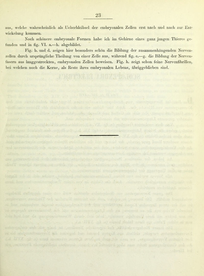 aus, welche wahrscheinlich als Ueberblcibsel der embryonalen Zellen erst nach und nach zur Ent- wickelung kommen. Noch schönere embryonale Formen habe ich im Gehirne eines ganz jungen Thieres ge- funden und in fig. VI. a.—h. abgebildet. Fig. b. und d. zeigen hier besonders schön die Bildung der zusammenhängenden Nerven- zellen durch ursprüngliche Theilung von einer Zelle aus, während fig. e.—g. die Bildung der Nerven- fasern aus langgestreckten, embryonalen Zellen beweisen. Fig. h. zeigt schon feine Nervenfibrillen, bei welchen noch die Kerne, als Reste ihres embryonalen Lebens, übriggeblieben sind.