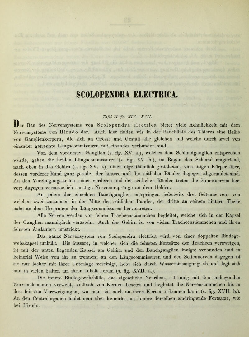 SCOLOPENDRA ELECTRICA Tafel II. ßg. XIV.—XVII. Dei' Bau des Nervensystems von Scolopendra electrica bietet viele Aelinlichkeit mit dem Nervensysteme von Hirudo dar. Auch hier finden wir in der Bauclilinie des Thieres eine Reihe von Ganglienkörpern, die sich an Grösse und Gestalt alle gleichen und welche durch zwei von einander getrennte Längscommissuren mit einander verbunden sind. Von dem vordersten Ganghon (s. fig. XV. a.), welches dem Schlundganglion entsprechen würde, gehen die beiden Längscommissuren (s. fig. XV. b.), im Bogen den Schlund umgürtend, nach oben in das Gehirn (s. fig. XV. c.), einen eigentümlich gestalteten, vierseitigen Körper über, dessen vorderer Rand ganz gerade, der hintere und die seitlichen Ränder dagegen abgerundet sind. An den Vereinigungsstellen seiner vorderen und der seitlichen Ränder treten die Sinnesnerven her- vor; dagegen vermisse ich sonstige Nervenursprünge an dem Gehirn. An jedem der einzelnen Bauchganglien entspringen jederseits drei Seitennerven, von welchen zwei zusammen in der Mitte des seitlichen Randes, der dritte an seinem hintern Tlieile nahe an dem Ursprünge der Längscommissuren hervortreten. Alle Nerven werden von feinen Tracheenstämmchen begleitet, welche sich in der Kapsel der Ganglien mannigfach verästeln. Auch das Gehirn ist von vielen Tracheenstämmchen und ihren feinsten Ausläufern umstrickt. Das ganze Nervensystem von Scolopendra electrica wird von einer doppelten Bindege- webskapsel umhüllt. Die äussere, in welcher sich die feinsten Fortsätze der Tracheen verzweigen, ist mit der unten liegenden Kapsel am Gehirn und den Bauchganglien innigst verbunden und in keinerlei Weise von ihr zu trennen; an den Längscommissuren und den Seitennerven dagegen ist sie nur locker mit ihrer Unterlage vereinigt, hebt sich durch Wassereinsaugung ab und legt sich nun in vielen Falten um ihren Inhalt herum (s. fig. XVII. a.). Die innere Bindegewebshülle, das eigentliche Neurilem, ist innig mit den umliegenden Nervenelementen verwebt, vielfach von Kernen besetzt und begleitet die Nervenstämmchen bis in ihre feinsten Verzweigungen, wo man sie noch an ihren Kernen erkennen kann (s. fig. XVII. b.). An den Centralorganen findet man aber keinerlei in’s Innere derselben eindringende Fortsätze, wie bei Hirudo.