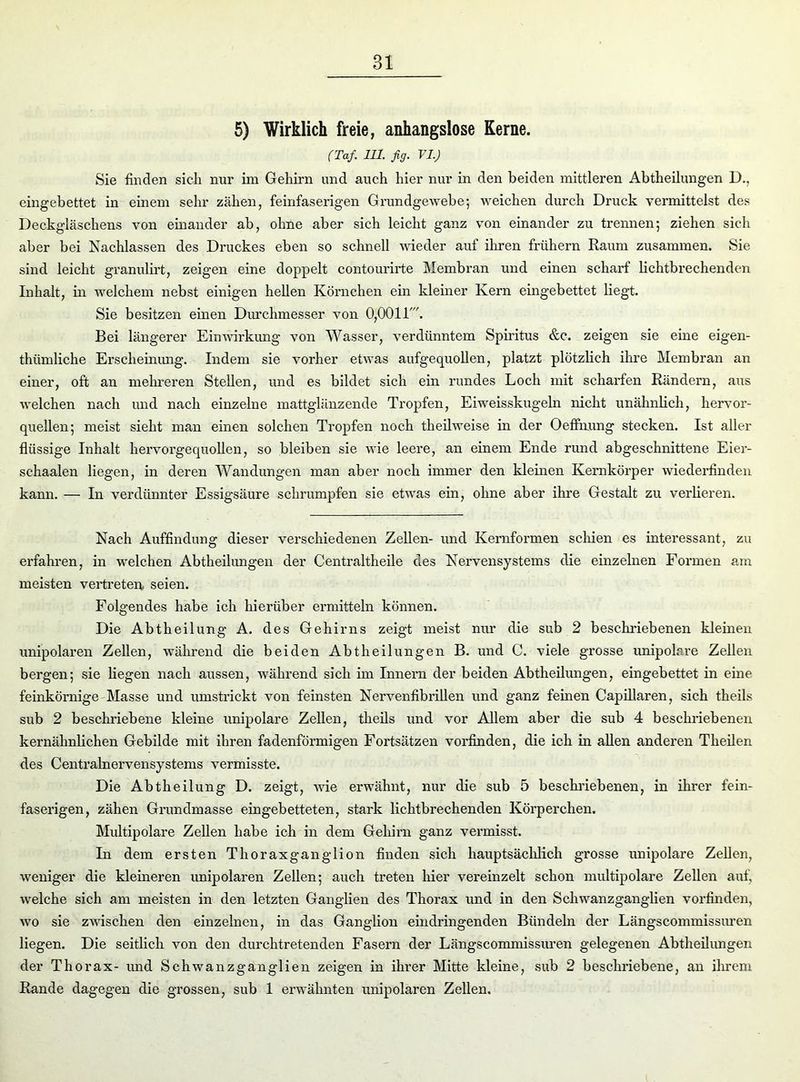 5) Wirklich freie, anhangslose Kerne. (Taf. 111. fig. VI.) Sie finden sich nur im Gehirn und auch hier nur in den beiden mittleren Abtheilungen D., eingebettet in einem sehr zähen, feinfaserigen Grundgewebe; weichen durch Druck vermittelst des Deckgläschens von einander ab, ohne aber sich leicht ganz von einander zu trennen; ziehen sich aber bei Nachlassen des Druckes eben so schnell wieder auf ihren frühem Raum zusammen. Sie sind leicht granulirt, zeigen eine doppelt contourirte Membran und einen scharf lichtbrechenden Inhalt, in welchem nebst einigen hellen Körnchen ein kleiner Kern eingebettet liegt. Sie besitzen einen Durchmesser von 0,0011'. Bei längerer Einwirkung von Wasser, verdünntem Spiritus &c. zeigen sie eine eigen- tümliche Erscheinung. Indem sie vorher etwas aufgequollen, platzt plötzlich ihre Membran an einer, oft an mehreren Stellen, und es bildet sich ein rundes Loch mit scharfen Rändern, aus welchen nach und nach einzelne mattglänzende Tropfen, Eiweisskugeln nicht unähnlich, hervor- quellen; meist sieht man einen solchen Tropfen noch teilweise in der Oeffnung stecken. Ist aller flüssige Inhalt hervorgequollen, so bleiben sie wie leere, an einem Ende rund abgeschnittene Eier- sehaalen liegen, in deren Wandungen man aber noch immer den kleinen Kernkörper wiederfinden kann. — In verdünnter Essigsäure schrumpfen sie etwas ein, ohne aber ihre Gestalt zu verlieren. Nach Auffindung dieser verschiedenen Zellen- und Kernformen schien es interessant, zu erfahren, in welchen Abteilungen der Centraltheile des Nervensystems die einzelnen Formen am meisten vertreten, seien. Folgendes habe ich hierüber ermitteln können. Die Abtheilung A. des Gehirns zeigt meist nur die sub 2 beschriebenen kleinen unipolaren Zellen, während die beiden Abt heil ungen B. und C. viele grosse unipoku’e Zellen bergen; sie liegen nach aussen, während sich im Innern der beiden Abteilungen, eingebettet in eine feinkörnige Masse und umstrickt von feinsten Nervenfibrillen und ganz feinen Capillaren, sich teils sub 2 beschriebene kleine unipolare Zellen, teils und vor Allem aber die sub 4 beschriebenen kernähnlichen Gebilde mit ihren fadenförmigen Fortsätzen vorfinden, die ich in allen anderen Theilen des Centralnervensystems vermisste. Die Abtheilung D. zeigt, wie erwähnt, nur die sub 5 beschriebenen, in ihrer fein- faserigen, zähen Grundmasse eingebetteten, stark lichtbrechenden Körperchen. Multipolare Zellen habe ich in dem Gehirn ganz vermisst. In dem ersten Thoraxganglion finden sich hauptsächlich grosse unipolare Zellen, weniger die kleineren unipolaren Zellen; auch treten hier vereinzelt schon multipolare Zellen auf, welche sich am meisten in den letzten Ganglien des Thorax und in den Schwanzganglien vorfinden, wo sie zwischen den einzelnen, in das Ganglion ein dringenden Bündeln der Längsconnnissuren liegen. Die seitlich von den durchtretenden Fasern der Längscommissuren gelegenen Abtheilungen der Thorax- und Schwanzganglien zeigen in ihrer Mitte kleine, sub 2 beschriebene, an ihrem Rande dagegen die grossen, sub 1 erwähnten unipolaren Zellen.
