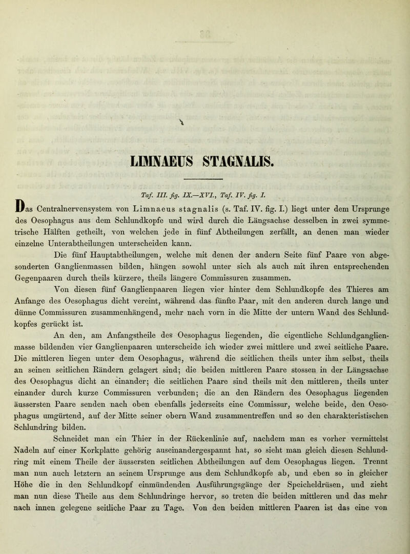 LIMNAEUS STAGNALIS Taf. III. fig. IX.—XVI., Taf. IV. fig. I. Das Centralnervensystem von Limnaeus stagnalis (s. Taf. IV. fig. I.) liegt unter dem Ursprünge des Oesophagus aus dem Schlundkopfe und wird durch die Längsachse desselben in zwei symme- trische Hälften getheilt, von welchen jede in fünf Abtheilungen zerfällt, an denen man wieder einzehie Unterabtheilungen unterscheiden kann. Die fünf Hauptabtheilungen, welche mit denen der andern Seite fünf Paare von abge- sonderten Granglienmassen bilden, hängen sowohl unter sich als auch mit ihren entsprechenden Gegenpaaren durch theils kürzere, tkeils längere Commissuren zusammen. Von diesen fünf Ganglienpaaren liegen vier hinter dem Schlundkopfe des Thieres am Anfänge des Oesophagus dicht vereint, während das fünfte Paar, mit den anderen durch lange und dünne Commissuren zusammenhängend, mehr nach vorn in die Mitte der untern Wand des Schlund- kopfes gerückt ist. An den, am Anfangstheile des Oesophagus liegenden, die eigentliche Schlundganglien- masse bildenden vier Ganglienpaaren unterscheide ich wieder zwei mittlere und zwei seitliche Paare. Die mittleren liegen unter dem Oesophagus, während die seitlichen theils unter ihm selbst, theils an seinen seitlichen Rändern gelagert sind; die beiden mittleren Paare stossen in der Längsachse des Oesophagus dicht an einander; die seitlichen Paare sind theils mit den mittleren, theils unter einander durch kurze Commissuren verbunden; die an den Rändern des Oesophagus liegenden äussersten Paare senden nach oben ebenfalls jederseits eine Commissur, welche beide, den Oeso- phagus umgürtend, auf der Mitte seiner obern Wand Zusammentreffen und so den charakteristischen Schlundring bilden. Schneidet man ein Thier in der Rückenlinie auf, nachdem man es vorher vermittelst Nadeln auf einer Korkplatte gehörig auseinandergespannt hat, so sieht man gleich diesen Schlund- ring mit einem Theile der äussersten seitlichen Abtheilungen auf dem Oesophagus liegen. Trennt man nun auch letztem an seinem Ursprünge aus dem Schlundkopfe ab, und eben so in gleicher Höhe die in den Schlundkopf einmündenden Ausführungsgänge der Speicheldrüsen, und zieht man nun diese Theile aus dem Schlundringe hervor, so treten die beiden mittleren und das mehr nach innen gelegene seitliche Paar zu Tage. Von den beiden mittleren Paaren ist das eine von