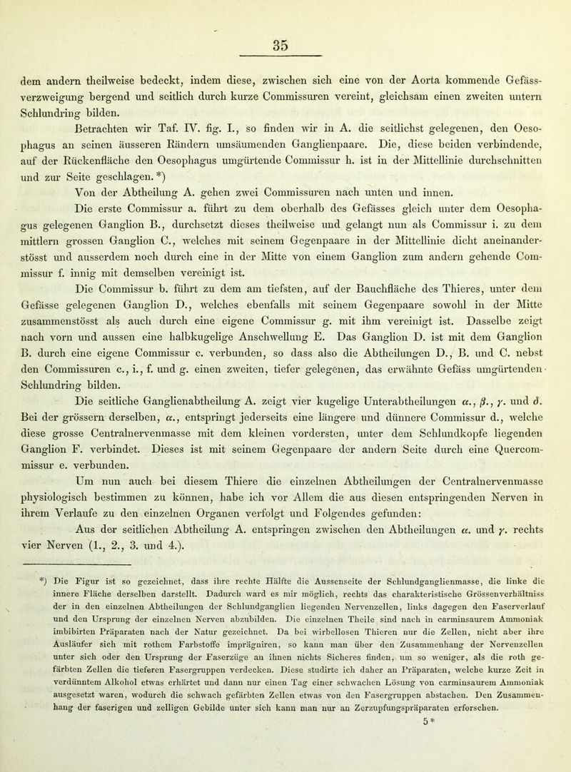 dem andern theilweise bedeckt, indem diese, zwischen sich eine von der Aorta kommende Gefäss- verzweigung bergend und seitlich durch kurze Commissuren vereint, gleichsam einen zweiten untern Schlundring bilden. Betrachten wir Taf. IV. fig. I., so finden wir in A. die seitlichst gelegenen, den Oeso- phagus an seinen äusseren Rändern umsäumenden Ganglienpaare. Die, diese beiden verbindende, auf der Rückenfläche den Oesophagus umgürtende Commissur h. ist in der Mittellinie durchschnitten und zur Seite geschlagen. *) Von der Abtheilung A. gehen zwei Commissuren nach unten und innen. Die erste Commissur a. führt zu dem oberhalb des Gefässes gleich unter dem Oesopha- gus gelegenen Ganglion B., durchsetzt dieses theilweise und gelangt nun als Commissur i. zu dem mittlern grossen Ganglion C., welches mit seinem Gegenpaare in der Mittellinie dicht aneinander- stösst und ausserdem noch durch eine in der Mitte von einem Ganglion zum andern gehende Com- missur f. innig mit demselben vereinigt ist. Die Commissur b. führt zu dem am tiefsten, auf der Bauchfläche des Thieres, unter dem Gefässe gelegenen Ganglion D., welches ebenfalls mit seinem Gegenpaare sowohl in der Mitte zusammenstösst als auch durch eine eigene Commissur g. mit ihm vereinigt ist. Dasselbe zeigt nach vorn und aussen eine halbkugelige Anschwellung E. Das Ganglion D. ist mit dem Ganglion B. durch eine eigene Commissur c. verbunden, so dass also die Abtheilungen D., B. und C. nebst den Commissuren c., i., f. und g. einen zweiten, tiefer gelegenen, das erwähnte Gefäss umgürtenden' Schlundring bilden. Die seitliche Ganglienabtheilung A. zeigt vier kugelige Unterabtheilungen a., ß., y. und 6. Bei der grossem derselben, a., entspringt jederseits eine längere und dünnere Commissur d., welche diese grosse Centralnervenmasse mit dem kleinen vordersten, unter dem Schlundkopfe liegenden Ganglion F. verbindet. Dieses ist mit seinem Gegenpaare der andern Seite durch eine Quercom- missur e. verbunden. Um nun auch bei diesem Tliiere die einzelnen Abtheilungen der Centralnervenmasse physiologisch bestimmen zu können, habe ich vor Allem die aus diesen entspringenden Nerven in ihrem Verlaufe zu den einzelnen Organen verfolgt und Folgendes gefunden: Aus der seitlichen Abtheilung A. entspringen zwischen den Abtheilungen «. und y. rechts vier Nerven (1., 2., 3. und 4.). *) Die Figur ist so gezeichnet, dass ihre rechte Hälfte die Aussenseite der Sehlundganglienmasse, die linke die innere Fläche derselben darstellt. Dadurch ward es mir möglich, rechts das charakteristische Grössen verhältniss der in den einzelnen Abtheilungen der Schlundganglien liegenden Nervenzellen, links dagegen den Faserverlauf und den Ursprung der einzelnen Nerven abzubilden. Die einzelnen Theile sind nach in carminsaurem Ammoniak imbibirten Präparaten nach der Natur gezeichnet. Da bei wirbellosen Thieren nur die Zellen, nicht aber ihre Ausläufer sich mit rothem Farbstoffe imprägniren, so kann man über den Zusammenhang der Nervenzellen unter sich oder den Ursprung der Faserzüge an ihnen nichts Sicheres finden, um so weniger, als die roth ge- färbten Zellen die tieferen Fasergruppen verdecken. Diese studirte ich daher an Präparaten, welche kurze Zeit in verdünntem Alkohol etwas erhärtet und dann nur einen Tag einer schwachen Lösung von carminsaurem Ammoniak ausgesetzt waren, wodurch die schwach gefärbten Zellen etwas von den Fasergruppen abstachen. Den Zusammen- hang der faserigen und zelligen Gebilde unter sich kann man nur an Zerzupfungspräparaten erforschen. 5 *