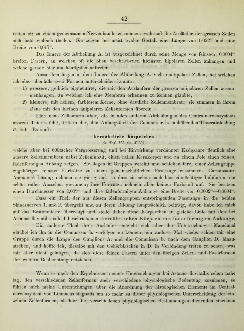treten oft zu einem gemeinsamen Nervenbande zusammen, während die Ausläufer der grossen Zellen sieh bald vielfach theilen. Sie zeigen bei meist ovaler Gestalt eine Länge von 0,022' und eine Breite von 0,017'. Das Innere der Abtheilung A. ist ausgezeichnet durch seine Menge von feinsten, 0,0004' breiten Fasern, an welchen oft die oben beschriebenen kleinsten bipolaren Zellen anhängen und welche gerade hier am häufigsten auftreten. Ausserdem liegen in dem Innern der Abtheilung A. viele multipolare Zellen, bei welchen ich aber ebenfalls zwei Formen unterscheiden konnte: 1) grössere, gelblich pigmentirte, die mit den Ausläufern der grossen unipolaren Zellen Zusam- menhängen, an welchen ich eine Membran erkennen zu können glaubte; 2) kleinere, mit hellem, farblosem Kerne, ohne deutliche Zellenmembran; sie stimmen in ihrem Baue mit den kleinen unipolaren Zellenformen überein. Eine neue Zellenform aber, die in allen anderen Abtheilungen des Centralnervensystems unseres Thieres fehlt, tritt in der, den Anfangstheil der Commissur h. umhiillenden'Unterabtheilung 6. auf. Es sind: kernähnlielic Körperchcu (s. Taf. III. fig. XVI.), welche aber bei GOOfacher Vergrösserung und bei Einwirkung verdünnter Essigsäure deutlich eine äussere Zellenmembran nebst Zelleninhalt, einen hellen Kernkörper und an einem Pole einen feinen, fadenförmigen Anhang zeigen. Sie liegen in Gruppen vereint und schicken ihre, einer Zellengruppe zugehörigen feinsten Fortsätze zu einem gemeinschaftlichen Faserzuge zusammen. Carminsaure Ammoniak-Lösung nehmen sie gierig auf, so dass sie schon nach blos einnächtiger Imbibition ein schön rothes Aussehen gewinnen; ihre Fortsätze nehmen aber keinen Farbstoff auf. Sie besitzen einen Durchmesser von 0,009' und ihre fadenförmigen Anhänge eine Breite von 0,0002'—0,0004'. Dass ein Theil der aus diesen Zellengruppen entspringenden Faserzüge in die beiden Sinnesnerven 1. und 2. übergeht und zu deren Bildung hauptsächlich beiträgt, davon habe ich mich auf das Bestimmteste überzeugt und stelle daher diese Körperchen in gleiche Linie mit den bei Astacus fluviatilis sub 4 beschriebenen kernähnlichen Körpern mit fadenförmigem Anhänge. Ein anderer Theil ihrer Ausläufer entzieht sich aber der Untersuchung. Manchmal glaubte ich ihn in die Commissur h. verfolgen zu können; ein anderes Mal wieder schien mir eine Gruppe durch die Länge des Ganglions A. und die Commissur b. nach dem Ganglion D. hinzu- streben, und hoffte ich, dieselbe mit den Gehörbläschen in D. in Verbindung treten zu sehen, was mir aber nicht gelungen, da sich diese feinen Fasern unter den übrigen Zellen- und Faserformen der weitern Beobachtung entziehen. Wenn es nach den Ergebnissen meiner Untersuchungen bei Astacus fluviatilis schon nahe lag, den verschiedenen Zellenformen auch verschiedene physiologische Bedeutung zuzulegen, so führen mich meine Untersuchungen über die Anordnung der histologischen Elemente im Central- nervensystem von Limnaeus stagnalis um so mehr zu dieser physiologischen Unterscheidung der ein- zelnen Zellenformen, als hier die, verschiedenen physiologischen Bestimmungen dienenden einzelnen