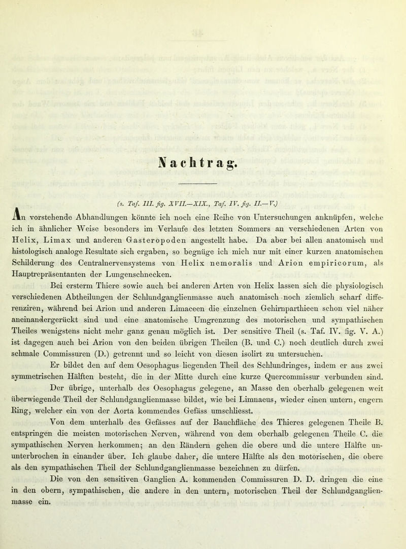 Nachtrag. (s. Taf. 111. fig. XTII.—XIX., Taf. IV. fig. II.— V.) An vorstehende Abhandlungen könnte ich noch eine Reihe von Untersuchungen anknüpfen, welche ich in ähnlicher Weise besonders im Verlaufe des letzten Sommers an verschiedenen Arten von Helix, Limax und anderen Gasteropoden angestellt habe. Da aber bei allen anatomisch und histologisch analoge Resultate sich ergaben, so begnüge ich mich nur mit einer kurzen anatomischen Schilderung des Centralnervensystems von Helix nemoralis und Arion empiricorum, als Hauptrepräsentanten der Lungenschnecken. Bei ersterm Thiere sowie auch bei anderen Arten von Helix lassen sich die physiologisch verschiedenen Abtheilungen der Schlundganglienmasse auch anatomisch noch ziemlich scharf diife- renziren, während bei Arion und anderen Limaceen die einzelnen Gehirnparthieen schon viel näher aneinandergerückt sind und eine anatomische Umgrenzung des motorischen und sympathischen Theiles wenigstens nicht mehr ganz genau möglich ist. Der sensitive Theil (s. Taf. TV. dg. V. A.) ist dagegen auch bei Arion von den beiden übrigen Theilen (B. und C.) noch deutlich durch zwei schmale Commissuren (D.) getrennt und so leicht von diesen isolirt zu untersuchen. Er bildet den auf dem Oesophagus liegenden Theil des Schlundringes, indem er aus zwei symmetrischen Hälften besteht, die in der Mitte durch eine kurze Querconnnissur verbunden sind. Der übrige, unterhalb des Oesophagus gelegene, an Masse den oberhalb gelegenen weit überwiegende Theil der Schlundganglienmasse bildet, wie bei Limnaeus, wieder einen untem, engern Ring, welcher ein von der Aorta kommendes Gefass umsckliesst. Von dem unterhalb des Gefässes auf der Bauchfläche des Thieres gelegenen Theile B. entspringen die meisten motorischen Nerven, während von dem oberhalb gelegenen Theile C. die sympathischen Nerven herkommen; an den Rändern gehen die obere und die untere Hälfte un- unterbrochen in einander über. Ich glaube daher, die untere Hälfte als den motorischen, die obere als den sympathischen Theil der Schlundganglienmasse bezeichnen zu dürfen. Die von den sensitiven Ganglien A. kommenden Commissuren D. D. dringen die eine in den obern, sympathischen, die andere in den untem, motorischen Theil der Schlundganglien- masse em.