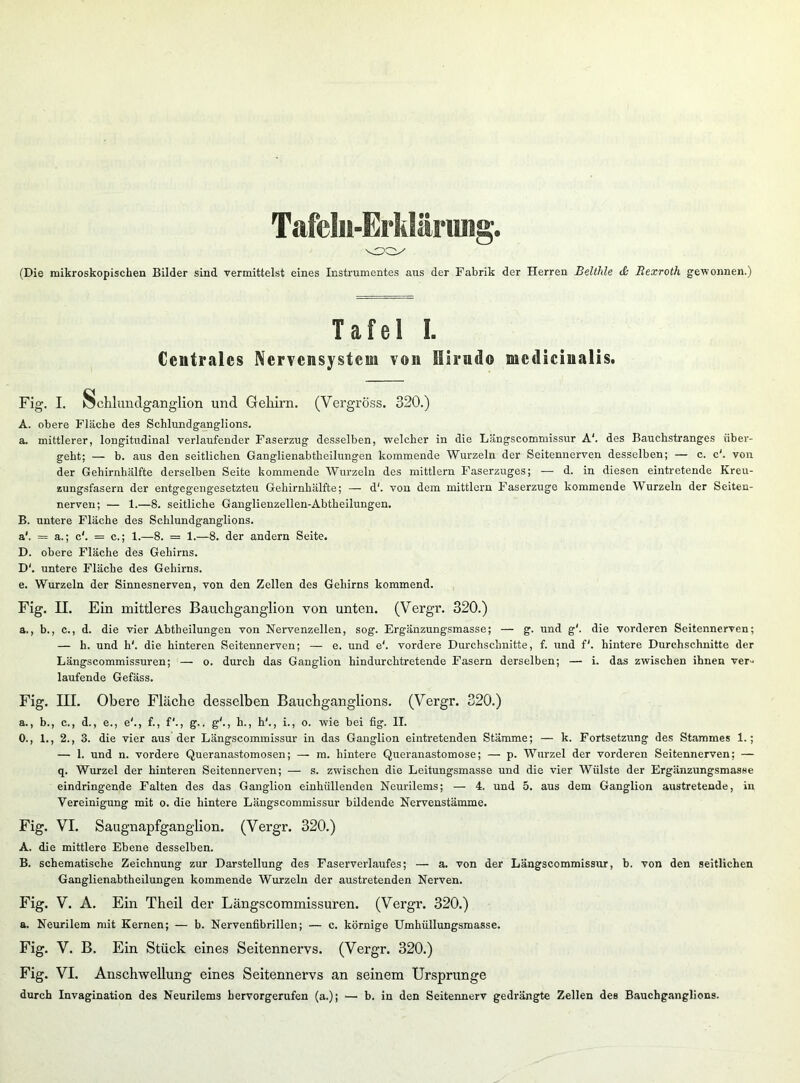Tafelu-Erklärting. (Die mikroskopischen Bilder sind vermittelst eines Instrumentes aus der Fabrik der Herren Beiihle cfi Bexroth gewonnen.) Tafel 1. Centrales Nervensystem von Slirudo mcdicinalis. Fig. I. Ächlundganglion und Gehirn. (Vergröss. 320.) A. obere Fläche des Schlundganglions. a. mittlerer, longitudinal verlaufender Faserzug desselben, welcher in die Längscommissur A\ des Bauchstranges über- geht; — b. aus den seitlichen Ganglienabtheilungen kommende Wurzeln der Seitennerven desselben; — c. c‘. von der Gehirnhälfte derselben Seite kommende Wurzeln des mittlern Faserzuges; — d. in diesen eintretende Kreu- zungsfasern der entgegengesetzten Gehirnhälfte; — d'. von dem mittlern Faserzuge kommende Wurzeln der Seiten- nerven; — 1.—8. seitliche Ganglienzellen-Abtheilungen. B. untere Fläche des Schlundganglions. a'. = a.; c'. = c.; 1.—8. = 1.—8. der andern Seite. D. obere Fläche des Gehirns. D'. untere Fläche des Gehirns. e. Wurzeln der Sinnesnerven, von den Zellen des Gehirns kommend. Fig. II. Ein mittleres Bauchganglion von unten. (Vergr. 320.) a., b., c., d. die vier Abtheilungen von Nervenzellen, sog. Ergänzungsmasse; — g. und g'. die vorderen Seitennerven; — h. und h'. die hinteren Seitennerven; — e. und e'. vordere Durchschnitte, f. und f'. hintere Durchschnitte der Längscommissuren; — o. durch das Ganglion hindurchtretende Fasern derselben; — i. das zwischen ihnen ver- laufende Gefäss. Fig. III. Obere Fläche desselben Bauchganglions. (Vergr. 320.) a., b., c., d., e., e'., f., f'., g.. g'., h., h'., i., o. wie bei fig. II. 0., 1., 2., 3. die vier aus der Längscommissur in das Ganglion eintretenden Stämme; — k. Fortsetzung des Stammes 1.; — 1. und n. vordere Queranastomosen; — m. hintere Queranastomose; — p. Wurzel der vorderen Seitennerven; — q. Wurzel der hinteren Seitennerven; — s. zwischen die Leitungsmasse und die vier Wülste der Ergänzungsmasse eindringende Falten des das Ganglion einhüllenden Neurilems; — 4, und 5. aus dem Ganglion austretende, in Vereinigung mit o. die hintere Längscommissur bildende Nervenstämme. Fig. VI. Saugnapfganglion. (Vergr. 320.) A. die mittlere Ebene desselben. B. schematische Zeichnung zur Darstellung des Faserverlaufes; — a. von der Längscommissur, b. von den seitlichen Ganglienabtheilungen kommende Wurzeln der austretenden Nerven. Fig. V. A. Ein Theil der Längscommissuren. (Vergr. 320.) a. Neurilem mit Kernen; — b. Nervenfibrillen; — c. körnige Umhüllungsmasse. Fig. V. B. Ein Stück eines Seitennervs. (Vergr. 320.) Fig. VI. Anschwellung eines Seitennervs an seinem Ursprünge durch Invagination des Neurilems hervorgerufen (a.); •— b. in den Seitennerv gedrängte Zellen des Bauchganglions.