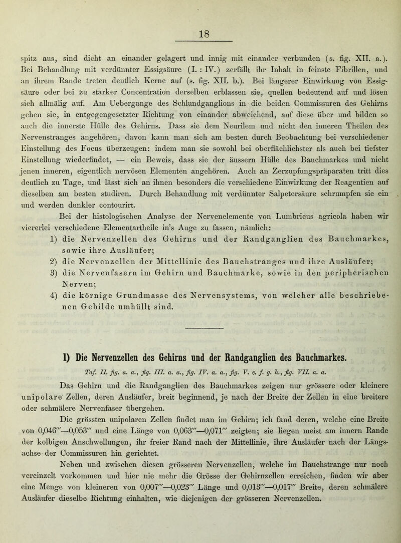 spitz aus, sind dicht an einander gelagert und innig mit einander verbunden (s. fig. XII. a.). Bei Behandlung mit verdünnter Essigsäure (I. : IV.) zerfällt ihr Inhalt in feinste Fibrillen, und an ihrem Bande treten deutlich Kerne auf (s. fig. XII. b.). Bei längerer Einwirkung von Essig- säure oder bei zu starker Concenfcration derselben erblassen sie, quellen bedeutend auf und lösen sich allmälig auf. Am Uebergange des Schlundganglions in die beiden Commissuren des Gehirns gehen sie, in entgegengesetzter Bichtung von einander abweichend, auf diese über und bilden so auch die innerste Hülle des Gehirns. Dass sie dem Neurilem und nicht den inneren Theilen des Nervenstranges angehören, davon kann man sich am besten durch Beobachtung bei verschiedener Einstellung des Focus überzeugen: indem man sie sowohl bei oberflächlichster als auch bei tiefster Einstellung wiederfindet, — ein Beweis, dass sie der äussern Hülle des Bauchmarkes und nicht jenen inneren, eigentlich nervösen Elementen angehören. Auch an Zerzupfungspräparaten tritt dies deutlich zu Tage, und lässt sich an ihnen besonders die verschiedene Einwirkung der Beagentien auf dieselben am besten studiren. Durch Behandlung mit verdünnter Salpetersäure schrumpfen sie ein und werden dunkler contourirt. Bei der histologischen Analyse der Nervenelemente von Lumbricus agricola haben wir viererlei verschiedene Elementartheile ins Auge zu fassen, nämlich: 1) die Nervenzellen des Gehirns und der Bandganglien des Bauchmarkes, sowie ihre Ausläufer; 2) die Nervenzellen der Mittellinie des Bauchstranges und ihre Ausläufer; 3) die Nervenfasern im Gehirn und Bauchmarke, sowie in den peripherischen Nerven; 4) die körnige Grundmasse des Nervensystems, von welcher alle beschriebe- nen Gebilde umhüllt sind. 1) Die Nervenzellen des Gehirns nnd der Randganglien des Bauchmarkes. Taf. 11. fig. a. a., fig. III. a. a., fig. IV. a. a., fig. V. e. f. g. h., fig. VII. a. a. Das Gehini und die Bandganglien des Bauchmarkes zeigen mm grössere oder kleinere unipolare Zellen, deren Ausläufer, breit beginnend, je nach der Breite der Zellen in eine breitere oder schmälere Nervenfaser übergehen. Die grössten unipolaren Zellen findet man im Gehirn; ich fand deren, welche eine Breite von 0,046'—0,053' und eine Länge von 0,063'—0,071' zeigten; sie hegen meist am innern Bande der kolbigen Anschwellungen, ihr freier Band nach der Mittellinie, ihre Ausläufer nach der Längs- achse der Commissuren hin gerichtet. Neben und zwischen diesen grösseren Nervenzellen, welche im Bauchstrange nur noch vereinzelt Vorkommen und hier nie mehr die Grösse der Gehirnzellen erreichen, finden wir aber eine Menge von kleineren von 0,007'—0,023' Länge und 0,013'—0,017' Breite, deren schmälere Ausläufer dieselbe Bichtung einhalten, wie diejenigen der grösseren Nervenzellen.