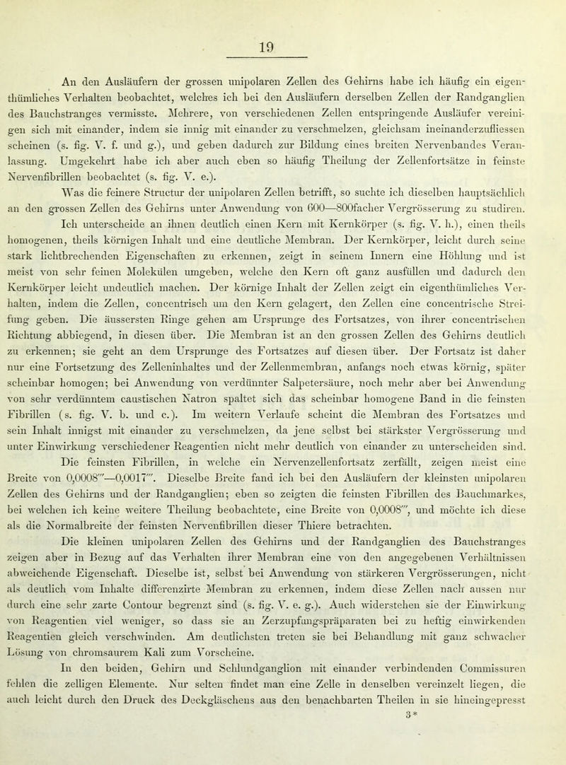 An den Ausläufern der grossen unipolaren Zellen des Gehirns habe ich häufig ein eigen- thümliclies Verhalten beobachtet, welches ich bei den Ausläufern derselben Zellen der Randganglien des Bauchstranges vermisste. Mehrere, von verschiedenen Zellen entspringende Ausläufer vereini- gen sich mit einander, indem sie innig mit einander zu verschmelzen, gleichsam ineinanderzufliessen scheinen (s. fig. V. f. und g.), und geben dadurch zur Bildung eines breiten Kervenbandes Veran- lassung. Umgekehrt habe ich aber auch eben so häufig Tlieilung der Zellenfortsätze in feinste Nervenfibrillen beobachtet (s. fig. V. e.). Was die feinere Structur der unipolaren Zellen betrifft, so suchte ich dieselben hauptsächlich an den grossen Zellen des Gehirns unter Anwendung von 600—SOOfacher Vergrösserung zu studiren. Ich unterscheide an ihnen deutlich einen Kern mit Kernkörper (s. fig. V. h.), einen theils homogenen, theils körnigen Inhalt und eine deutliche Membran. Der Kernkörper, leicht durch seine stark lichtbrechenden Eigenschaften zu erkennen, zeigt in seinem Innern eine Höhlung und ist meist von sehr feinen Molekülen umgeben, welche den Kern oft ganz ausfüllen und dadurch den Kernkörper leicht undeutlich machen. Der körnige Inhalt der Zellen zeigt ein eigenthiimliclies Ver- halten, indem die Zellen, concentrisch um den Kern gelagert, den Zellen eine concentrisclie Strei- fung geben. Die äussersten Ringe gehen am Ursprünge des Fortsatzes, von ihrer concentrischen Richtung abbiegend, in diesen über. Die Membran ist an den grossen Zellen des Gehirns deutlich zu erkennen; sie geht an dem Ursprünge des Fortsatzes auf diesen über. Der Fortsatz ist daher nur eine Fortsetzung des Zelleninhaltes und der Zellenmembran, anfangs noch etwas körnig, später scheinbar homogen; bei Anwendung von verdünnter Salpetersäure, noch mehr aber bei Anwendung von sehr verdünntem caustischen iSatron spaltet sich das scheinbar homogene Band in die feinsten Fibrillen (s. fig. V. b. und c.). Im weitern Verlaufe scheint die Membran des Fortsatzes und sein Inhalt innigst mit einander zu verschmelzen, da jene selbst bei stärkster Vergrösserung und unter Einwirkung verschiedener Reagentien nicht mehr deutlich von einander zu unterscheiden sind. Die feinsten Fibrillen, in welche ein Kervenzellenfortsatz zerfällt, zeigen meist eine Breite von 0,0008'—0,0017'. Dieselbe Breite fand ich bei den Ausläufern der kleinsten unipolaren Zellen des Gehirns und der Randganglien; eben so zeigten die feinsten Fibrillen des Bauchmarkes, bei welchen ich keine weitere Tlieilung beobachtete, eine Breite von 0,0008', und möchte ich diese als die Kormalbreite der feinsten Nervenfibrillen dieser Tliiere betrachten. Die kleinen unipolaren Zellen des Gehirns und der Randganglien des Bauchstranges zeigen aber in Bezug auf das Verhalten ihrer Membran eine von den angegebenen Verhältnissen abweichende Eigenschaft. Dieselbe ist, selbst bei Anwendung von stärkeren Vergrösserungen, nicht als deutlich vom Inhalte differenzirte Membran zu erkennen, indem diese Zellen nach aussen nur durch eine sehr zarte Contour begrenzt sind (s. fig. V. e. g.). Auch widerstehen sie der Einwirkung von Reagentien viel weniger, so dass sie an Zerzupfungspräparaten bei zu heftig einwirkenden Reagentien gleich verschwinden. Am deutlichsten treten sie bei Behandlung mit ganz schwacher Lösung von chromsaurem Kali zum Vorscheine. In den beiden, Gehirn und Schlundganglion mit einander verbindenden Commissuren fehlen die zelligen Elemente. Kur selten findet man eine Zelle in denselben vereinzelt liegen, die auch leicht durch den Druck des Deckgläschens aus den benachbarten Theilen in sie hineingepresst 3*