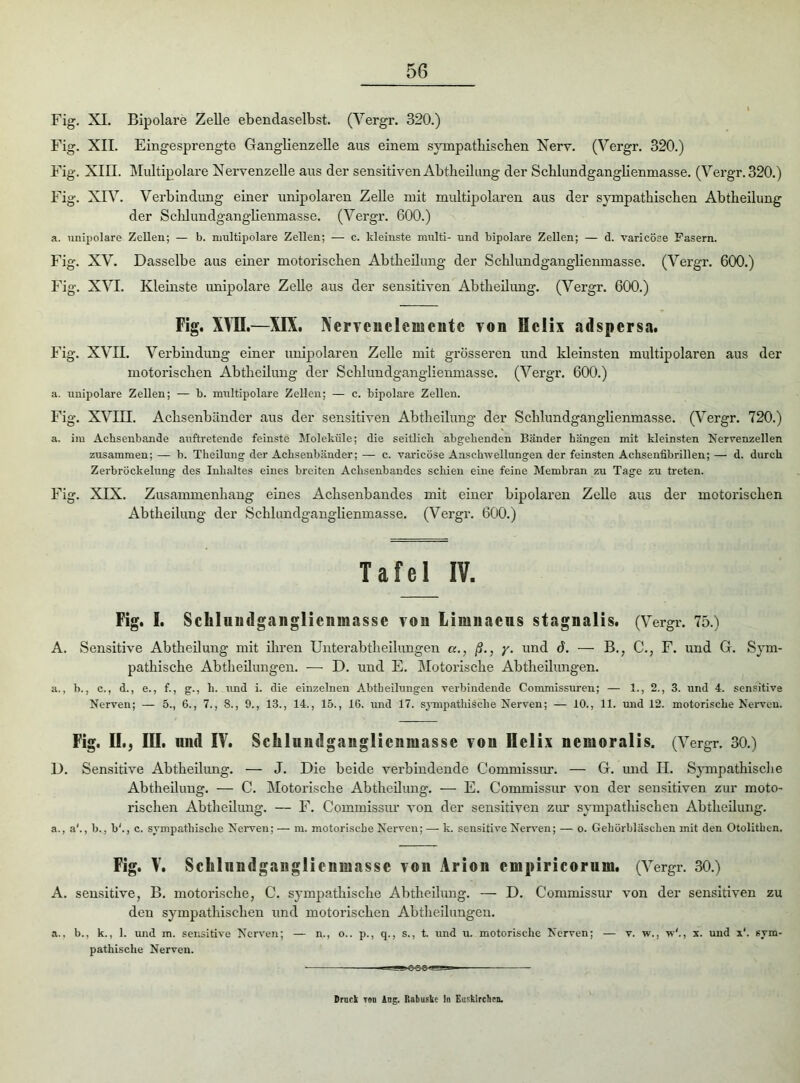 Fig. XL Bipolare Zelle ebendaselbst. (Yergr. 320.) Fig. XII. Eingesprengte Ganglienzelle aus einem sympathischen Nerv. (Yergr. 320.) Fig. XIII. Multipolare Nervenzelle aus der sensitiven Abtheilung der Schlundganglienmasse. (Yergr. 320.) Fig. XIY. Verbindung einer unipolaren Zelle mit multipolaren aus der sympathischen Abtheilung der Schlundganglienmasse. (Vergr. 600.) a. unipolare Zellen; — b. multipolare Zellen; — c. kleinste nmlti- und bipolare Zellen; — d. varicöse Fasern. Fig. XV. Dasselbe aus einer motorischen Abtheilung der Schlundganglienmasse. (Vergr. 600.) Fig. XVI. Kleinste unipolare Zelle aus der sensitiven Abtheilung. (Vergr. 600.) Fig. XVII.—XIX. Nervenelenientc von Helix adspersa. Fig. XVII. Verbindung einer unipolaren Zelle mit grösseren und kleinsten multipolaren aus der motorischen Abtheilung der Schlundganglienmasse. (Vergr. 600.) a. unipolare Zellen; — b. multipolare Zellen; — c. bipolare Zellen. Fig. XVIII. Achsenbänder aus der sensitiven Abtheilung der Schlundganglienmasse. (Vergr. 720.) a. iiu Achsenbande auftretende feinste Moleküle; die seitlich abgehenden Bänder hängen mit kleinsten Nervenzellen zusammen; — b. Theilung der Achsenbänder; — c. varicöse Anschwellungen der feinsten Achsenfibrillen; — d. durch Zerbröckelung des Inhaltes eines breiten Achsenbandes schien eine feine Membran zu Tage zu treten. Fig. XIX. Zusammenhang eines Achsenbandes mit einer bipolaren Zelle aus der motorischen Abtheilung der Schlundganglienmasse. (Vergr. 600.) Tafel IV. Fig. I. Schluiidgaiiglienmasse vom Limnacns stagnalis. (Vergr. 75.) A. Sensitive Abtheilung mit ihren Unterabtheilungen a., ß., y. und 6. — B., C., F. und G. Sym- pathische Abtheilungen. — D. und E. Motorische Abtheilungen. a., b., c., d., e., f., g., h. und i. die einzelnen Abtbeilungen verbindende Commissuren; — 1., 2., 3. und 4. sensitive Nerven; — 5., 6., 7., 8., 9., 13., 14., 15., 16. und 17. sympathische Nerven; — 10., 11. und 12. motorische Nerven. Fig. II., III. und IV. Sclilundgaiiglicnmasse von Helix nemoralis. (Vergr. 30.) D. Sensitive Abtheilung. — J. Die beide verbindende Commissur. — G. und II. Sympathische Abtheilung. — C. Motorische Abtheilung. — E. Commissur von der sensitiven zur moto- rischen Abtheilung. — F. Commissur von der sensitiven zur sympathischen Abtheilung. a., a'., b., b'., c. sympathische Nerven; — m. motorische Nerven; — k. sensitive Nerven; — o. Gehörbläschen mit den Otolithen. Fig. V. Sclilundganglicnmasse von Arion cmpiricorum. (Vergr. 30.) A. sensitive, B. motorische, C. sympathische Abtheilung. — D. Commissur von der sensitiven zu den sympathischen und motorischen Abtheilungen. a.. b., k., 1. und m. sensitive Nerven; — n., o.. p., q., s., t. und u. motorische Nerven; — v. w., w'., x. und x‘. sym- pathische Nerven. m_ Druck rou iug. Rabuske In Eusklrcbrn.