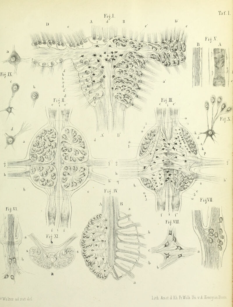 i Tii .V1U o| 1 4p!!1} , N. IitK Anst cLUh Ft Willi Uii .v.A .IemyinB j;va.