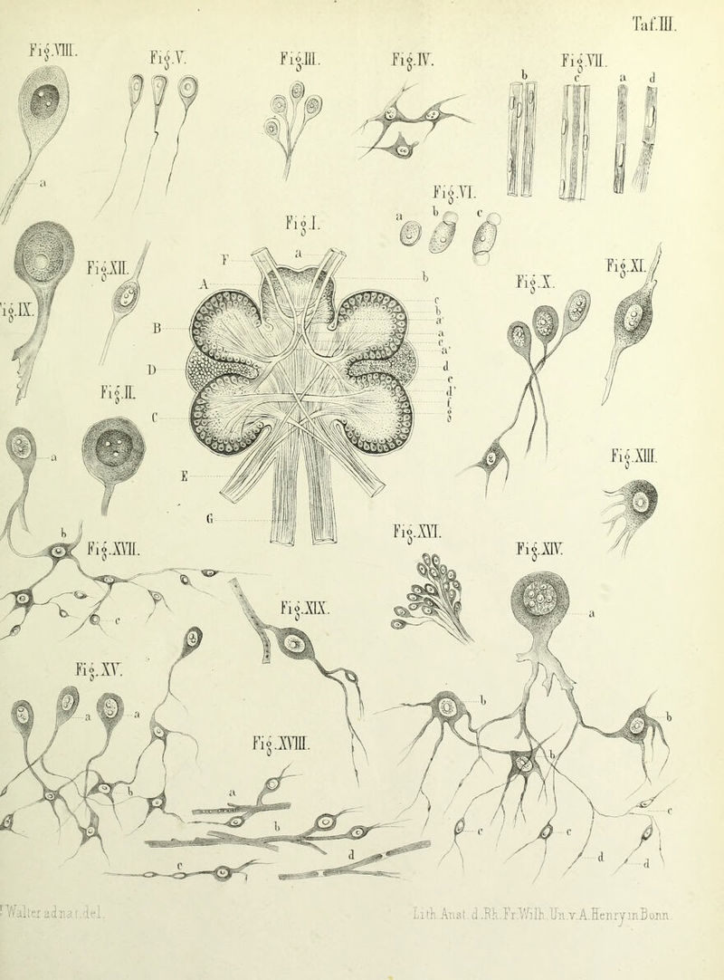 Fi o XIX Li th. Aust. d .Rh. F r .V/i Ih. Rn .r. A. He n ry m B ann.