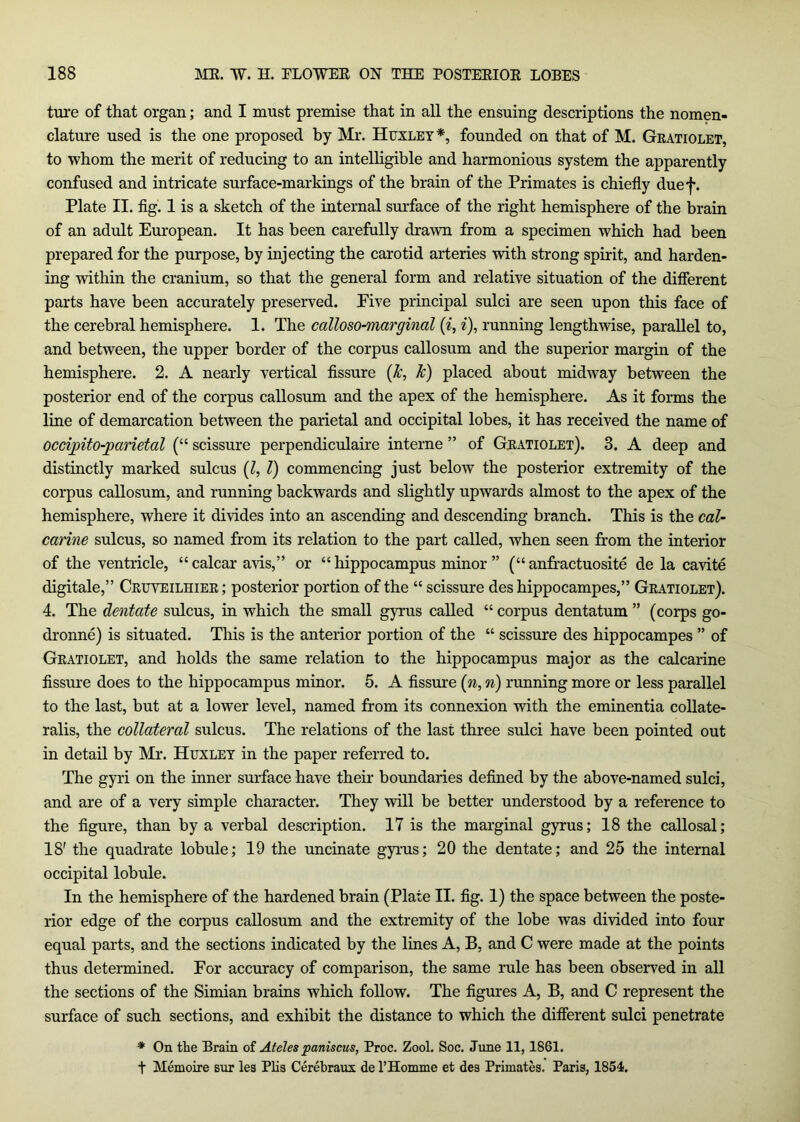 ture of that organ; and I must premise that in all the ensuing descriptions the nomen- clature used is the one proposed by Mr. Huxley*, founded on that of M. Geatiolet, to whom the merit of reducing to an intelligible and harmonious system the apparently confused and intricate surface-markings of the brain of the Primates is chiefly duef. Plate II. flg. 1 is a sketch of the internal surface of the right hemisphere of the brain of an adult European. It has been carefully drawn from a specimen which had been prepared for the purpose, by injecting the carotid arteries with strong spirit, and harden- ing within the cranium, so that the general form and relative situation of the different parts have been accurately preserved. Five principal sulci are seen upon this face of the cerebral hemisphere. 1. The calloso-marginal (^, ^), running lengthwise, parallel to, and between, the upper border of the corpus callosum and the superior margin of the hemisphere. 2. A nearly vertical fissure {k, k) placed about midway between the posterior end of the corpus callosum and the apex of the hemisphere. As it forms the line of demarcation between the parietal and occipital lobes, it has received the name of occipito-parietal (“ scissure perpendiculaire interne ” of Geatiolet). 3. A deep and distinctly marked sulcus (Z, 1) commencing just below the posterior extremity of the corpus callosum, and running backwards and slightly upwards almost to the apex of the hemisphere, where it divides into an ascending and descending branch. This is the cal- carine sulcus, so named from its relation to the part called, when seen from the interior of the ventricle, “ calcar avis,” or “ hippocampus minor ” (“ anfractuosite de la cavite digitale,” Ceuveilhiee; posterior portion of the “ scissure des hippocampes,” Geatiolet). 4. The dentate sulcus, in which the small gyrus called “ corpus dentatum ” (corps go- dronne) is situated. This is the anterior portion of the “ scissure des hippocampes ” of Geatiolet, and holds the same relation to the hippocampus major as the calcarine fissure does to the hippocampus minor. 5. A fissure [n, n) running more or less parallel to the last, but at a lower level, named from its connexion with the eminentia collate- ralis, the collateral sulcus. The relations of the last three sulci have been pointed out in detail by Mr. Huxley in the paper referred to. The gyri on the inner surface have their boundaries defined by the above-named sulci, and are of a very simple character. They will be better understood by a reference to the figure, than by a verbal description. 17 is the marginal gyrus; 18 the callosal; 18' the quadrate lobule; 19 the uncinate gyrus; 20 the dentate; and 25 the internal occipital lobule. In the hemisphere of the hardened brain (Plate II. fig. 1) the space between the poste- rior edge of the corpus callosum and the extremity of the lobe was divided into four equal parts, and the sections indicated by the lines A, B, and C were made at the points thus determined. For accuracy of comparison, the same rule has been observ^ed in all the sections of the Simian brains which follow. The figures A, B, and C represent the surface of such sections, and exhibit the distance to which the different sulci penetrate ♦ On the Brain of Ateles paniscus, Proc. Zool. Soc. June 11,1861. t Memotre sur les Plia Cerebraux de THomme et dea Primates. Paris, 1854.