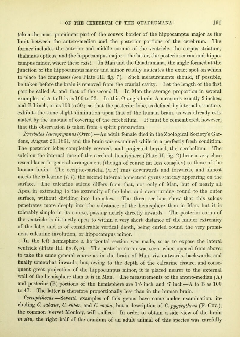taken the most prominent part of the convex border of the hippocampus major as the limit between the antero-median and the posterior portions of the cerebrum. The former includes the anterior and middle cornua of the ventricle, the corpus striatum, thalamus opticus, and the hippocampus major; the latter, the posterior cornu and hippo- campus minor, where these exist. In Man and the Quadrumana, the angle formed at the junction of the hippocampus major and minor readily indicates the exact spot on which to place the compasses (see Plate III. fig. 7). Such measurements should, if possible, be taken before the brain is removed from the cranial cavity. Let the length of the fii’st part be called A, and that of the second B. In Man the average proportion in several examples of A to B is as 100 to 53. In this Orang’s brain A measures exactly 2 inches, and B 1 inch, or as 100 to 50 ; so that the posterior lobe, as defined by internal structure, exhibits the same slight diminution upon that of the human brain, as was already esti- mated by the amount of covering of the cerebellum. It must be remembered, however, that this observation is taken from a spirit preparation. Preshytes leucoprymnus —An adult female died in the Zoological Society’s Gar- dens, August 20,1861, and the brain was examined while in a perfectly fresh condition. The posterior lobes completely covered, and projected beyond, the cerebellum. The sulci on the internal face of the cerebral hemisphere (Plate II. fig. 2) bear a very close resemblance in general arrangement (though of course far less complex) to those of the human brain. The occipito-parietal [Jc, k) runs downwards and forwards, and almost meets the calcarine (Z, Z), the second internal annectent gyi’us scarcely appearing on the surface. The calcarine sulcus difiers from tliat, not only of Man, but of nearly all Apes, in extending to the extremity of the lobe, and even turning round to the outer surface, without dividing into branches. The three sections show that this sulcus penetrates more deeply into the substance of the hemisphere than in Man, but it is tolerably simple in its course, passing nearly directly inwards. The posterior cornu of the ventricle is distinctly open to within a very short distance of the hinder extremity of the lobe, and is of considerable vertical depth, being curled round the very promi- nent calcarine involution, or hippocampus minor. In the left hemisphere a horizontal section was made, so as to expose the lateral ventricle (Plate III. fig. 5, a). The posterior cornu was seen, when opened from above, to take the same general course as in the brain of Man, viz. outwards, backwards, and finally somewhat inwards, but, owing to the depth of the calcarine fissure, and conse- quent great projection of the hippocampus minor, it is placed nearer to the external wall of the hemisphere than it is in Man. The measurements of the antero-median (A) and posterior (B) portions of the hemisphere are I *5 inch and '7 inch—A to B as 100 to 47. The latter is therefore proportionally less than in the human brain. CercopitJiecus.—Several examples of this genus have come under examination, in- cluding C. sabceus, C. ruber, and G. mona, but a description of C. pygerythrus (F. Cuv.), the common Vervet Monkey, will suffice. In order to obtain a side view of the brain in situ, the right half of the cranium of an adult animal of this species was carefully
