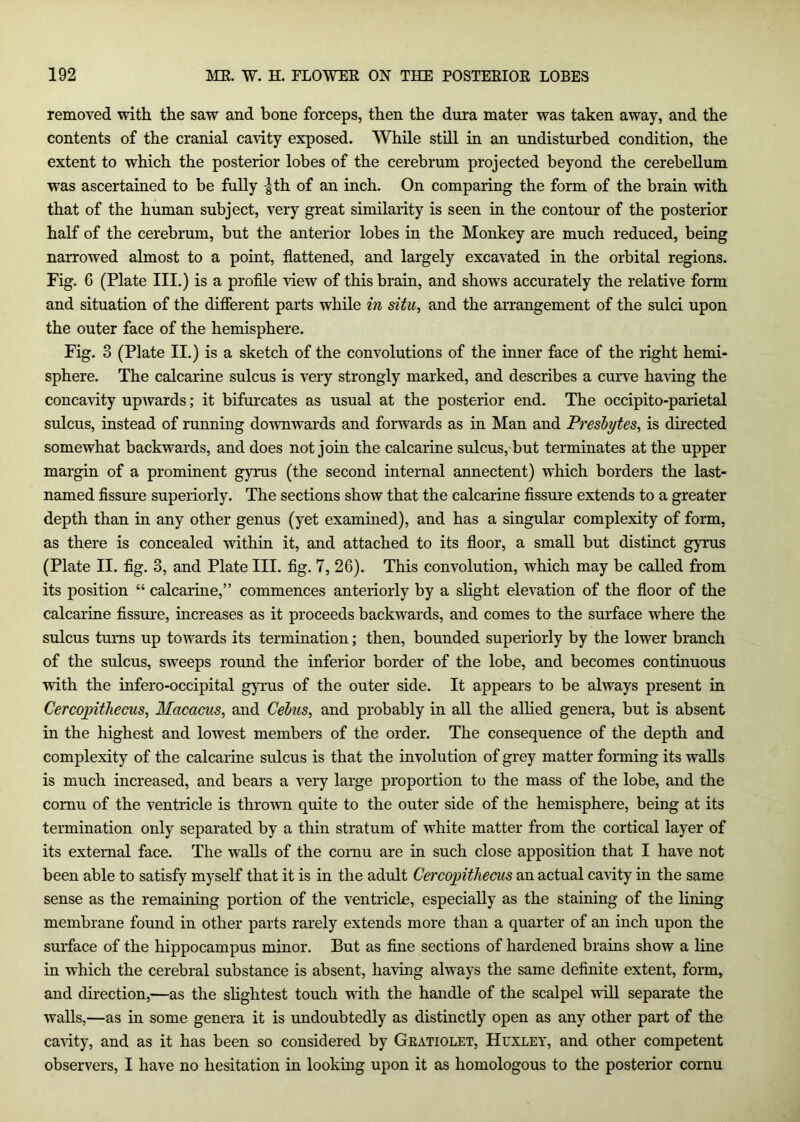 removed with the saw and bone forceps, then the dura mater was taken away, and the contents of the cranial cavity exposed. While still in an undisturbed condition, the extent to which the posterior lobes of the cerebrum projected beyond the cerebellum was ascertained to be fully ^th of an inch. On comparing the form of the brain with that of the human subject, very great similarity is seen in the contour of the posterior half of the cerebrum, but the anterior lobes in the Monkey are much reduced, being narrowed almost to a point, flattened, and largely excavated in the orbital regions. Fig. 6 (Plate III.) is a proflle ■view of this brain, and shows accurately the relative form and situation of the different parts while in situ, and the arrangement of the sulci upon the outer face of the hemisphere. Fig. 3 (Plate II.) is a sketch of the convolutions of the inner face of the right hemi- sphere. The calcarine sulcus is very strongly marked, and describes a curve having the concavity upwards; it bifurcates as usual at the posterior end. The occipito-parietal sulcus, instead of running do^wnwards and forwards as in Man and Presbytes, is directed somewhat backwards, and does not join the calcarine sulcus,-but terminates at the upper margin of a prominent gyrus (the second internal annectent) which borders the last- named fissure superiorly. The sections show that the calcarine fissure extends to a greater depth than in any other genus (yet examined), and has a singular complexity of form, as there is concealed within it, and attached to its floor, a small but distinct gyrus (Plate II. fig. 3, and Plate III. fig. 7, 26). This convolution, which may be called from its position “ calcarine,” commences anteriorly by a slight elevation of the floor of the calcarme fissure, increases as it proceeds backwards, and comes to the surface where the sulcus turns up towards its termination; then, bounded superiorly by the lower branch of the sulcus, sweeps round the inferior border of the lobe, and becomes continuous ■with the infero-occipital gyrus of the outer side. It appears to be always present in CercopitJiecus, Macacus, and Cehus, and probably in all the allied genera, but is absent in the highest and lowest members of the order. The consequence of the depth and complexity of the calcarine sulcus is that the involution of grey matter forming its walls is much increased, and bears a very large proportion to the mass of the lobe, and the cornu of the ventricle is thro'wn quite to the outer side of the hemisphere, being at its termination only separated by a thin stratum of white matter from the cortical layer of its external face. The walls of the comu are in such close apposition that I have not been able to satisfy myself that it is in the adult Cei'co])itJiecus an actual cavity in the same sense as the remaining portion of the ventricle, especially as the staining of the lining membrane found in other parts rarely extends more than a quarter of an inch upon the surface of the hippocampus minor. But as fine sections of hardened brains show a line in which the cerebral substance is absent, having always the same definite extent, form, and direction,—as the slightest touch with the handle of the scalpel will separate the walls,—as in some genera it is undoubtedly as distinctly open as any other part of the cavity, and as it has been so considered by Geatiolet, Huxley, and other competent observers, I have no hesitation in looking upon it as homologous to the posterior cornu