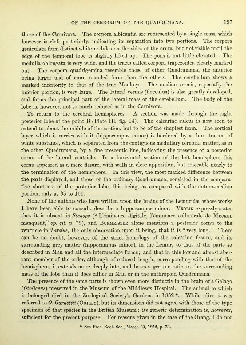 those of the Carnivora. The corpora albicantia are represented by a single mass, -which however is cleft posteriorly, indicating its separation into two portions. The corpora geniculata form distinct white nodules on the sides of the crura, but not ^isible until the edge of the temporal lobe is slightly lifted up. The pons is but little elevated. The medulla oblongata is very -wide, and the tracts called corpora trapezoidea clearly marked out. The corpora quadrigemina resemble those of other Quadrumana, the anterior being larger and of more rounded form than the others. The cerebellum shows a marked inferiority to that of the true Monkeys. The median vermis, especially the inferior portion, is very large. The lateral vermis (flocculus) is also greatly developed, and forms the principal part of the lateral mass of the cerebellum. The body of the lobe is, however, not so much reduced as in the Carnivora. To return to the cerebral hemispheres. A section was made through the right posterior lobe at the point B (Plate III. flg. 14). The calcarine sulcus is now seen to extend to about the middle of the section, but to be of the simplest form. The cortical layer which it carries -with it (hippocampus minor) is bordered by a thin stratum of white substance, which is separated from the contiguous medullary cerebral matter, as in the other Quadrumana, by a flne crescentic line, indicating the presence of a posterior cornu of the lateral ventricle. In a horizontal section of the left hemisphere this cornu appeared as a mere Assure, with walls in close apposition, but traceable nearly to the termination of the hemisphere. In this \iew, the most marked difference between the parts displayed, and those of the ordinary Quadrumana, consisted in the compara- tive shortness of the posterior lobe, this being, as compared -with the antero-median portion, only as 35 to 100. None of the authors who have -written upon the brains of the Lemuridee, whose works I have been able to consult, describe a hippocampus minor. Vkolik expressly states that it is absent in Sfenops (“L’eminence digitale, leminence collaterale de Meckel manquent,” op. cit. p. 79), and Bukmeistek alone mentions a posterior coniu to the ventricle in Tarsius, the only observation upon it being, that it is “very long.” There can be no doubt, however, of the strict homology of the calcarine Assure, and its surrounding grey matter (hippocampus minor), in the Lemur, to that of the parts so described in Man and all the intermediate forms; and that in this low and almost aber- rant member of the order, although of reduced length, corresponding -with that of the hemisphere, it extends more deeply into, and bears a greater ratio to the surrounding mass of the lobe than it does either in Man or in the anthropoid Quadmmana. The presence of the same parts is shown even more distinctly in the brain of a Galago (Ofolicmcs) presented in the Museum of the Middlesex Hospital. The animal to which it belonged died in the Zoological Society’s Gardens in 1852 *. While alive it was referred to 0. Garneffii (Ogilbt), but its dimensions did not agree with those of the type specimen of that species in the British Museum; its generic determination is, however, sufficient for the present purpose. For reasons given in the case of the Orang, I do not * See Proc. Zool. Soc., March 23, 1862, p. 73.