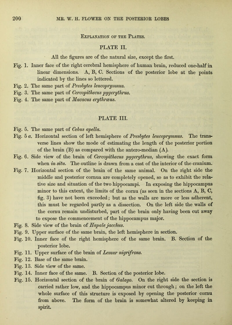 Explanation of the Plates. PLATE II. • All the figures are of the natural size, except the first. Fig. 1. Inner face of the right cerebral hemisphere of human brain, reduced one-half in linear dimensions. A, B, C. Sections of the posterior lobe at the points indicated by the lines so lettered. Fig. 2. The same part of Preshytes leucoprymnus. Fig. 3. The same part of Cercopithecus pygerythms. Fig. 4. The same part of Macacus erythrceus. PLATE III. Fig. 5. The same part of Cehus apella. Fig. 5 a. Horizontal section of left hemisphere of Preshytes leucoprymnus. The trans- verse lines show the mode of estimating the length of the posterior portion of the brain (B) as compared with the antero-median (A). Fig. 6. Side view of the brain of Cercopithecus pygerytJirus, showing the exact form when in situ. The outline is drawn from a cast of the interior of the cranium. Fig. 7. Horizontal section of the brain of the same animal. On the right side the middle and posterior cornua are completely opened, so as to exhibit the rela- tive size and situation of the two hippocampi. In exposing the hippocampus minor to this extent, the limits of the cornu (as seen in the sections A, B, C, fig. 3) have not been exceeded; but as the walls are more or less adherent, this must be regarded partly as a dissection. On the left side the walls of the cornu remain undisturbed, part of the brain only having been cut away to expose the commencement of the hippocampus major. Fig. 8. Side view of the brain of Hapale jacchus. Fig. 9. Upper surface of the same brain, the left hemisphere in section. Fig. 10. Inner face of the right hemisphere of the same brain. B. Section of the posterior lobe. Fig. 11. Upper smTace of the brain of Lemur nigrifrons. Fig. 12. Base of the same brain. Fig. 13. Side view of the same. Fig. 14. Inner face of the same. B. Section of the posterior lobe. Fig. 15. Horizontal section of the brain of Galago. On the right side the section is carried rather low, and the hippocampus minor cut through; on the left the whole surface of this structure is exposed by opening the posterior cornu from above. The form of the brain is somewhat altered by keeping in spirit.