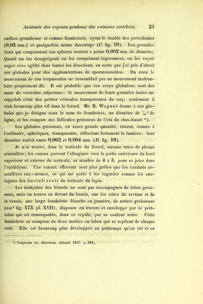 surface granuleuse et comme framboisée, ayant le double des précédentes (0.02 mm.) et quelquefois même davantage (C. fig. 19). Les granula- tions qui composaient ces sphères avaient à peine 0,002 mm. de diamètre. Quand on les désagrégeait en les comprimant légèrement, on les voyait nager avec agilité dans toutes les directions, en sorte que j’ai pris d’abord ces globules pour des agglomérations de spermatozoïdes. Du reste le mouvement de ces corpuscules ne ressemblait pas au mouvement molécu- laire proprement dit. Il est probable que ces corps globuleux sont des amas de vésicules adipeuses; le mouvement de leurs granules isolés me rappelait celui des petites vésicules transparentes du coq; seulement il était beaucoup plus vif dans le lézard. Mr. R. Wagner donne à ces glo- bules que je désigne sous le nom de framboisés, un diamètre de '/80e de ligne, et les compare aux follicules graisseux de l’iris du chat-huant '*)• Les globules graisseux, en assez grande quantité, étaient, comme à l’ordinaire, sphériques, transparents, réfractant fortement la lumière; leur diamètre variait entre 0,002 et 0,004 mm. (D. fig. 19). Je n’ai trouvé, dans le testicule du lézard, aucune trace de plexus séminifère; les canaux percent Talbuginée vers la partie antérieure du bord supérieur et externe du testicule, au nombre de 4 à 5, pour se jeter dans l’épididyme. Ces canaux efférents sont plus grêles que les conduits sé- minifères eux-mêmes, ce qui me porte à les regarder comme les ana- logues des ductuli recti du testicule du lapin. Les testiçules des lézards ne sont pas accompagnés de lobes grais- seux, mais on trouve au devant du bassin, sur les côtés du rectum et de la vessie, une large bandelette blanche ou jaunâtre, de nature graisseuse {aa* fig. 173. pl. XYIÏ), disposée en travers et enveloppé par le péri- toine qui est remarquable, dans ce reptile, par sa couleur noire. Cette bandelette se compose de deux moitiés ou lobes qui se replient de chaque côté. Elle est beaucoup plus développée au printemps qu’en été et en *) Fragmente etc. (Baierisclie Abhandl. 1837. p. 391).