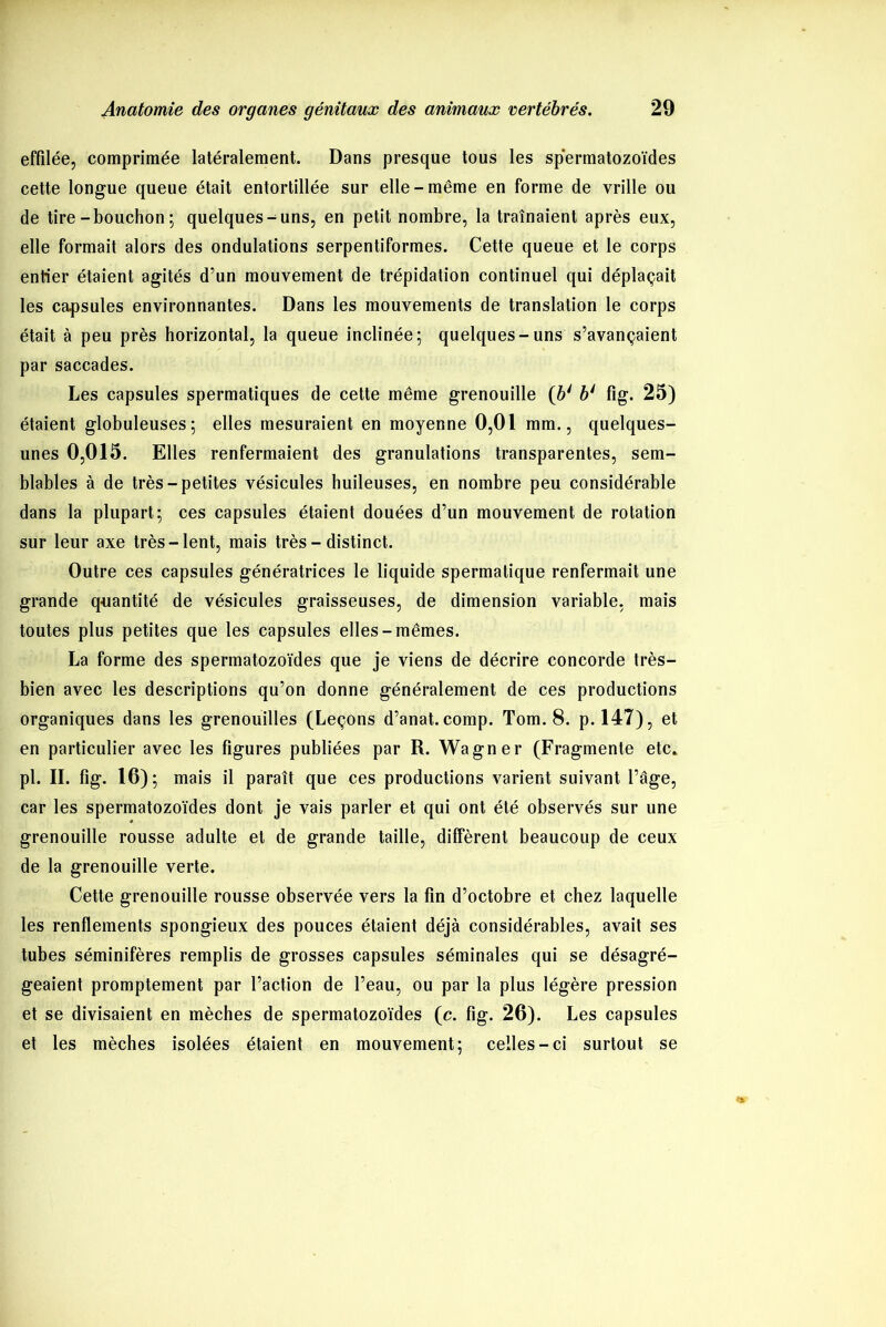 effilée, comprimée latéralement. Dans presque tous les spermatozoïdes cette longue queue était entortillée sur elle-même en forme de vrille ou de tire-bouchon; quelques-uns, en petit nombre, la traînaient après eux, elle formait alors des ondulations serpentiformes. Cette queue et le corps entier étaient agités d’un mouvement de trépidation continuel qui déplaçait les capsules environnantes. Dans les mouvements de translation le corps était à peu près horizontal, la queue inclinée; quelques-uns s’avançaient par saccades. Les capsules spermatiques de cette même grenouille (b' b1 fig. 25) étaient globuleuses; elles mesuraient en moyenne 0,01 mm., quelques- unes 0,015. Elles renfermaient des granulations transparentes, sem- blables à de très-petites vésicules huileuses, en nombre peu considérable dans la plupart; ces capsules étaient douées d’un mouvement de rotation sur leur axe très-lent, mais très - distinct. Outre ces capsules génératrices le liquide spermatique renfermait une grande q-uantité de vésicules graisseuses, de dimension variable, mais toutes plus petites que les capsules elles-mêmes. La forme des spermatozoïdes que je viens de décrire concorde très- bien avec les descriptions qu’on donne généralement de ces productions organiques dans les grenouilles (Leçons d’anat. comp. Tom. 8. p. 147), et en particulier avec les figures publiées par R. Wagner (Fragmente etc. pl. IL fig. 16); mais il paraît que ces productions varient suivant l’âge, car les spermatozoïdes dont je vais parler et qui ont été observés sur une grenouille rousse adulte et de grande taille, diffèrent beaucoup de ceux de la grenouille verte. Cette grenouille rousse observée vers la fin d’octobre et chez laquelle les renflements spongieux des pouces étaient déjà considérables, avait ses tubes séminifères remplis de grosses capsules séminales qui se désagré- geaient promptement par l’action de l’eau, ou par la plus légère pression et se divisaient en mèches de spermatozoïdes (c. fig. 26). Les capsules et les mèches isolées étaient en mouvement; celles-ci surtout se