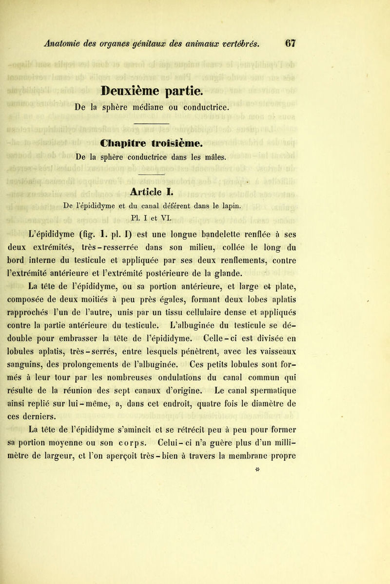 Deuxième partie. De la sphère médiane ou conductrice. Chapitre troisième. De la sphère conductrice dans les mâles. Article I. De l’épididyme et du canal déférent dans le lapin. PL I et VI. L’épididyme (fig. 1. pl. I) est une longue bandelette renflée à ses deux extrémités, très-resserrée dans son milieu, collée le long du bord interne du testicule et appliquée par ses deux renflements, contre l’extrémité antérieure et l’extrémité postérieure de la glande. La tête de l’épididyme, ou sa portion antérieure, et large e4 plate, composée de deux moitiés à peu près égales, formant deux lobes aplatis rapprochés l’un de l’autre, unis par un tissu cellulaire dense et appliqués contre la partie antérieure du testicule. L’albuginée du testicule se dé- double pour embrasser la tête de l’épididyme. Celle-ci est divisée en lobules aplatis, très-serrés, entre lesquels pénètrent, avec les vaisseaux sanguins, des prolongements de l’albuginée. Ces petits lobules sont for- més à leur tour par les nombreuses ondulations du canal commun qui résulte de la réunion des sept canaux d’origine. Le canal spermatique ainsi replié sur lui-même, a, dans cet endroit, quatre fois le diamètre de ces derniers. La tête de l’épididyme s’amincit et se rétrécit peu à peu pour former sa portion moyenne ou son corps. Celui-ci n’a guère plus d’un milli- mètre de largeur, et l’on aperçoit très-bien à travers la membrane propre