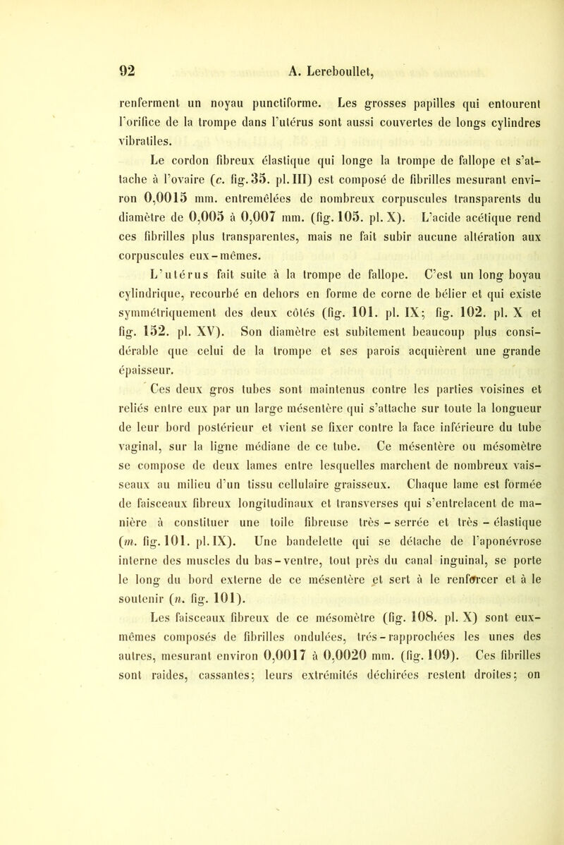 renferment un noyau punctiforme. Les grosses papilles qui entourent l’orifice de la trompe dans l'utérus sont aussi couvertes de longs cylindres vibra tiles. Le cordon fibreux élastique qui longe la trompe de fallope et s’at- tache à l’ovaire (c. fig. 35. pl. III) est composé de fibrilles mesurant envi- ron 0,0015 mm. entremêlées de nombreux corpuscules transparents du diamètre de 0,005 à 0,007 mm. (fig. 105. pl. X). L’acide acétique rend ces fibrilles plus transparentes, mais ne fait subir aucune altération aux corpuscules eux-mêmes. L’utérus fait suite à la trompe de fallope. C’est un long boyau cylindrique, recourbé en dehors en forme de corne de bélier et qui existe symmétriquement des deux côtés (fig. 101. pl. IX; fig. 102. pl. X et fig. 152. pl. XV). Son diamètre est subitement beaucoup plus consi- dérable que celui de la trompe et ses parois acquièrent une grande épaisseur. Ces deux gros tubes sont maintenus contre les parties voisines et reliés entre eux par un large mésentère qui s’attache sur toute la longueur de leur bord postérieur et vient se fixer contre la face inférieure du tube vaginal, sur la ligne médiane de ce tube. Ce mésentère ou mésomètre se compose de deux lames entre lesquelles marchent de nombreux vais- seaux au milieu d’un tissu cellulaire graisseux. Chaque lame est formée de faisceaux fibreux longitudinaux et transverses qui s’entrelacent de ma- nière à constituer une toile fibreuse très - serrée et très - élastique (m. fig. 101. pl. IX). Une bandelette qui se détache de l’aponévrose interne des muscles du bas-ventre, tout près du canal inguinal, se porte le long du bord externe de ce mésentère et sert à le renforcer et à le soutenir (n. fig. 101). Les faisceaux fibreux de ce mésomètre (fig. 108. pl. X) sont eux- mêmes composés de fibrilles ondulées, très-rapprochées les unes des autres, mesurant environ 0,0017 à 0,0020 mm. (fig. 109). Ces fibrilles sont raides, cassantes; leurs extrémités déchirées restent droites; on