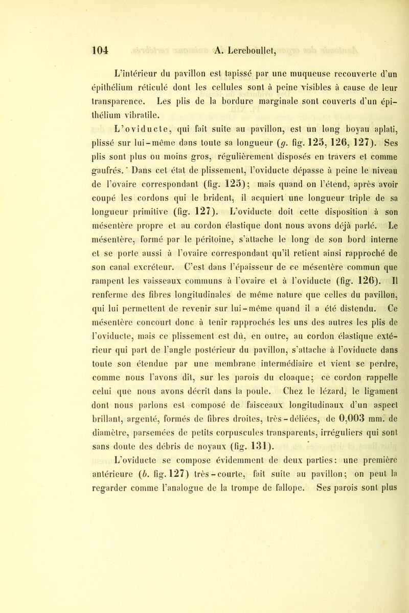 L’intérieur du pavillon est tapissé par une muqueuse recouverte d’un épithélium réticulé dont les cellules sont à peine visibles à cause de leur transparence. Les plis de la bordure marginale sont couverts d’un épi- thélium vibratile. L’oviducte, qui fait suite au pavillon, est un long boyau aplati, plissé sur lui-même dans toute sa longueur (g. fig. 125, 120, 127). Ses plis sont plus ou moins gros, régulièrement disposés en travers et comme gaufrés. * Dans cet état de plissement, l’oviducte dépasse à peine le niveau de l’ovaire correspondant (fig. 125); mais quand on l’étend, après avoir coupé les cordons qui le brident, il acquiert une longueur triple de sa longueur primitive (fig. 127). L’oviducte doit cette disposition à son mésentère propre et au cordon élastique dont nous avons déjà parlé. Le mésentère, formé par le péritoine, s’attache le long de son bord interne et se porte aussi à l’ovaire correspondant qu’il retient ainsi rapproché de son canal excréteur. C’est dans l’épaisseur de ce mésentère commun que rampent les vaisseaux communs à l’ovaire et à l’oviducte (fig. 126). Il renferme des fibres longitudinales de même nature que celles du pavillon, qui lui permettent de revenir sur lui-même quand il a été distendu. Ce mésentère concourt donc à tenir rapprochés les uns des autres les plis de l’oviducte, mais ce plissement est dû, en outre, au cordon élastique exté- rieur qui part de l’angle postérieur du pavillon, s’attache à l’oviducte dans toute son étendue par une membrane intermédiaire et vient se perdre, comme nous l’avons dit, sur les parois du cloaque; ce cordon rappelle celui que nous avons décrit dans la poule. Chez le lézard, le ligament dont nous parlons est composé de faisceaux longitudinaux d’un aspect brillant, argenté, formés de fibres droites, très - déliées, de 0,003 mm. de diamètre, parsemées de petits corpuscules transparents, irréguliers qui sont sans doute des débris de noyaux (fig. 131). L’oviducte se compose évidemment de deux parties: une première antérieure {b. fig. 127) très-courte, fait suite au pavillon; on peut la regarder comme l’analogue de la trompe de fallope. Ses parois sont plus