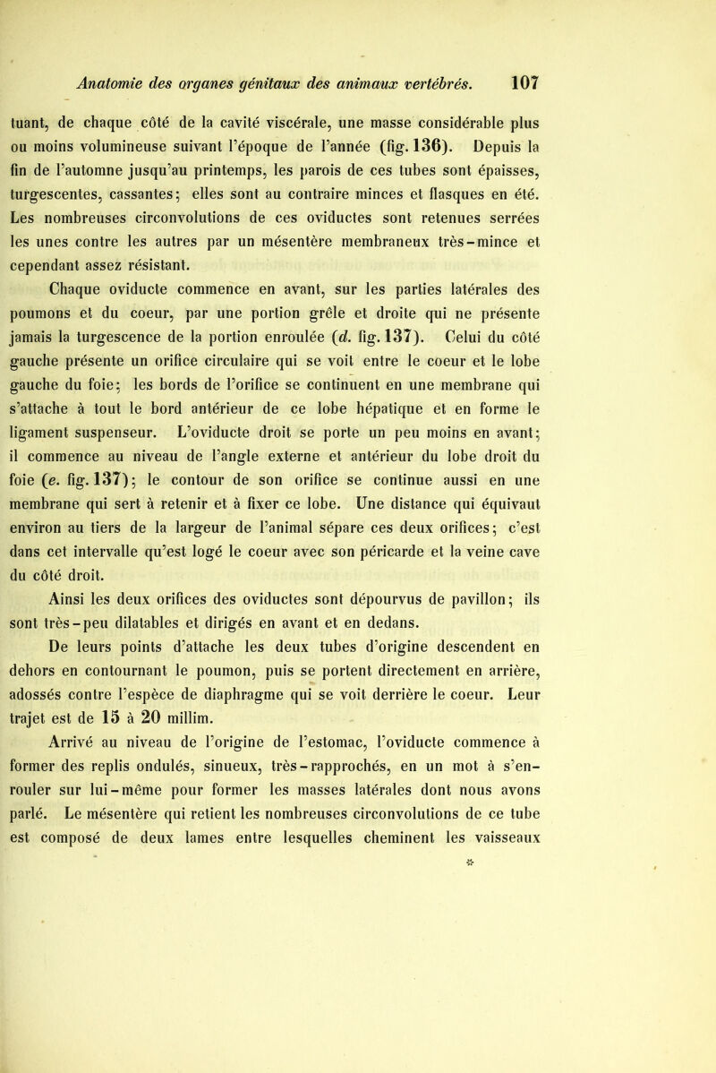 tuant, de chaque côté de la cavité viscérale, une masse considérable plus ou moins volumineuse suivant l’époque de l’année (fig. 136). Depuis la fin de l’automne jusqu’au printemps, les parois de ces tubes sont épaisses, turgescentes, cassantes; elles sont au contraire minces et flasques en été. Les nombreuses circonvolutions de ces oviductes sont retenues serrées les unes contre les autres par un mésentère membraneux très-mince et cependant assez résistant. Chaque oviducte commence en avant, sur les parties latérales des poumons et du coeur, par une portion grêle et droite qui ne présente jamais la turgescence de la portion enroulée (d. fig. 137). Celui du côté gauche présente un orifice circulaire qui se voit entre le coeur et le lobe gauche du foie; les bords de l’orifice se continuent en une membrane qui s’attache à tout le bord antérieur de ce lobe hépatique et en forme le ligament suspenseur. L’oviducte droit se porte un peu moins en avant; il commence au niveau de l’angle externe et antérieur du lobe droit du foie (e. fig. 137); le contour de son orifice se continue aussi en une membrane qui sert à retenir et à fixer ce lobe. Une distance qui équivaut environ au tiers de la largeur de l’animal sépare ces deux orifices; c’est dans cet intervalle qu’est logé le coeur avec son péricarde et la veine cave du côté droit. Ainsi les deux orifices des oviductes sont dépourvus de pavillon; ils sont très-peu dilatables et dirigés en avant et en dedans. De leurs points d’attache les deux tubes d’origine descendent en dehors en contournant le poumon, puis se portent directement en arrière, adossés contre l’espèce de diaphragme qui se voit derrière le coeur. Leur trajet est de 15 à 20 millim. Arrivé au niveau de l’origine de l’estomac, l’oviducte commence à former des replis ondulés, sinueux, très-rapprochés, en un mot à s’en- rouler sur lui-même pour former les masses latérales dont nous avons parlé. Le mésentère qui retient les nombreuses circonvolutions de ce tube est composé de deux lames entre lesquelles cheminent les vaisseaux