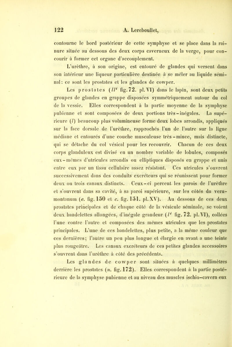 contourne le bord postérieur de cette symphyse et se place dans la rai- nure située au dessous des deux corps caverneux de la verge, pour con- courir à former cet organe d’accouplement. L’urèthre, à son origine, est entouré de glandes qui versent dans son intérieur une liqueur particulière destinée à se mêler au liquide sémi- nal: ce sont les prostates et les glandes de cowper. Les prostates (//' fîg.72. pl.YI) dans le lapin, sont deux petits groupes de glandes en grappe disposées symmétriquement autour du col de la vessie. Elles correspondent à la partie moyenne de la symphyse pubienne et sont composées de deux portions très-inégales. La supé- rieure (7) beaucoup plus volumineuse forme deux lobes arrondis, appliqués sur la face dorsale de l’urèthre, rapprochés l’un de l’autre sur la ligne médiane et entourés d’une couche musculeuse très-mince, mais distincte, qui se détache du col vésical pour les recouvrir. Chacun de ces deux corps glanduleux est divisé en un nombre variable de lobules, composés eux-mêmes d’utricules arrondis ou elliptiques disposés en grappe et unis entre eux par un tissu cellulaire assez résistant. Ces utricules s’ouvrent successivement dans des conduits excréteurs qui se réunissent pour former deux ou trois canaux distincts. Ceux-ci percent les parois de l’urèthre et s’ouvrent dans sa cavité, à sa paroi supérieure, sur les côtés du veru- montanum (e. fig. 150 et c. fig. 151. pl.XV). Au dessous de ces deux prostates principales et de chaque côté de la vésicule séminale, se voient deux bandelettes allongées, d’inégale grandeur (/' fig. 72. pl. VI), collées l’une contre l’autre et composées des mêmes utricules que les prostates principales. L’une de ces bandelettes, plus petite, a la même couleur que ces dernières; l’autre un peu plus longue et élargie en avant a une teinte plus rougeâtre. Les canaux excréteurs de ces petites glandes accessoires s’ouvrent dans l’urèthre à côté des précédents. Les glandes de cowper sont situées à quelques millimètres derrière les prostates (n. fig. 172). Elles correspondent à la partie posté- rieure de la symphyse pubienne et au niveau des muscles ischio-cavern eux