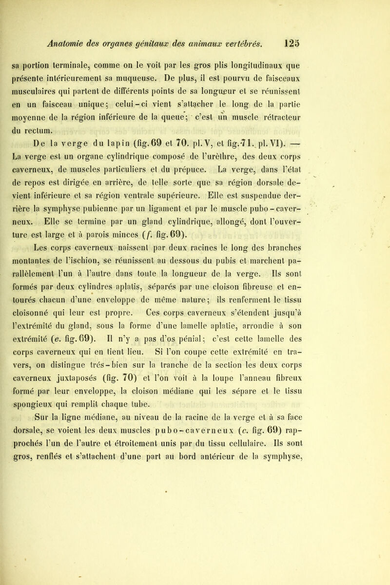 sa portion terminale, comme on le voit par les gros plis longitudinaux que présente intérieurement sa muqueuse. De plus, il est pourvu de faisceaux musculaires qui partent de différents points de sa longueur et se réunissent en un faisceau unique: celui-ci vient s’attacher le long de la partie * O moyenne de la région inférieure de la queue; c’est un muscle rétracteur du rectum. De la verge du lapin (fig.69 et 70. pi.V, et fig.-71. pl. VI). — La verge est un organe cylindrique composé de l’urèthre, des deux corps caverneux, de muscles particuliers et du prépuce. La verge, dans l’état de repos est dirigée en arrière, de telle sorte que sa région dorsale de- vient inférieure et sa région ventrale supérieure. Elle est suspendue der- rière la symphyse pubienne par un ligament et par le muscle pubo-caver- neux. Elle se termine par un gland cylindrique, allongé, dont l’ouver- ture est large et à parois minces (f. fig. 69). Les corps caverneux naissent par deux racines le long des branches montantes de l’ischion, se réunissent au dessous du pubis et marchent pa- rallèlement l’un à l’autre dans toute la longueur de la verge. Ils sont formés par deux cylindres aplatis, séparés par une cloison fibreuse et en- tourés chacun d’une enveloppe de même nature ; ils renferment le tissu cloisonné qui leur est propre. Ces corps caverneux s’étendent jusqu’à l’extrémité du gland, sous la forme d’une lamelle aplatie, arrondie à son extrémité (e. fig. 69). Il n’y a pas d’os pénial; c’est cette lamelle des corps caverneux qui en tient lieu. Si l’on coupe cette extrémité en tra- vers, on distingue très-bien sur la tranche de la section les deux corps caverneux juxtaposés (fig. 70) et l’on voit à la loupe l’anneau fibreux formé par leur enveloppe, la cloison médiane qui les sépare et le tissu spongieux qui remplit chaque tube. Sur la ligne médiane, au niveau de la racine de la verge et à sa face dorsale, se voient les deux muscles pubo-cave mieux (c. fig. 69) rap- prochés l’un de l’autre et étroitement unis par du tissu cellulaire. Ils sont gros, renflés et s’attachent d’une part au bord antérieur de la symphyse,