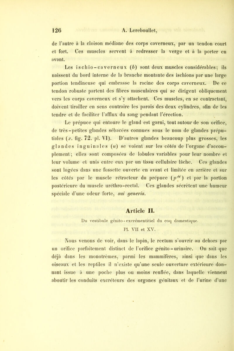 de l’autre à la cloison médiane des corps caverneux, par un tendon court et fort. Ces muscles servent à redresser la verge et à la porter en avant. Les ischio-caverneux (6) sont deux muscles considérables: ils naissent du bord interne de la branche montante des ischions par une large portion tendineuse qui embrasse la racine des corps caverneux. De ce tendon robuste partent des fibres musculaires qui se dirigent obliquement vers les corps caverneux et s’y attachent. Ces muscles, en se contractant, doivent tirailler en sens contraire les parois des deux cylindres, afin de les tendre et de faciliter l’afflux du sang pendant l’érection. Le prépuce qui entoure le gland est garni, tout autour de son orifice, de très-petites glandes sébacées connues sous le nom de glandes prépu- tiales (x. fig. 72. pl. VI). D’autres glandes beaucoup plus grosses, les glandes inguinales (u) se voient sur les côtés de l’organe d’accou- plement; elles sont composées de lobules variables pour leur nombre et leur volume et unis entre eux par un tissu cellulaire lâche. Ces glandes sont logées dans une fossette ouverte en avant et limitée en arrière et sur les côtés par le muscle rétracteur du prépuce (/?) et par la portion postérieure du muscle uréthro-rectal. Ces glandes sécrètent une humeur spéciale d’une odeur forte, sut generis. Article IL Du vestibule génito - excrémentitiel du coq domestique. Pl. VU et XV. Nous venons de voir, dans le lapin, le rectum s’ouvrir au dehors par un orifice parfaitement distinct de l’orifice génito-urinaire. On sait que déjà dans les monotrèmes, parmi les mammifères, ainsi que dans les oiseaux et les reptiles il n’existe qu’une seule ouverture extérieure don- nant issue à une poche plus ou moins renflée, dans laquelle viennent aboutir les conduits excréteurs des organes génitaux et de l’urine d’une