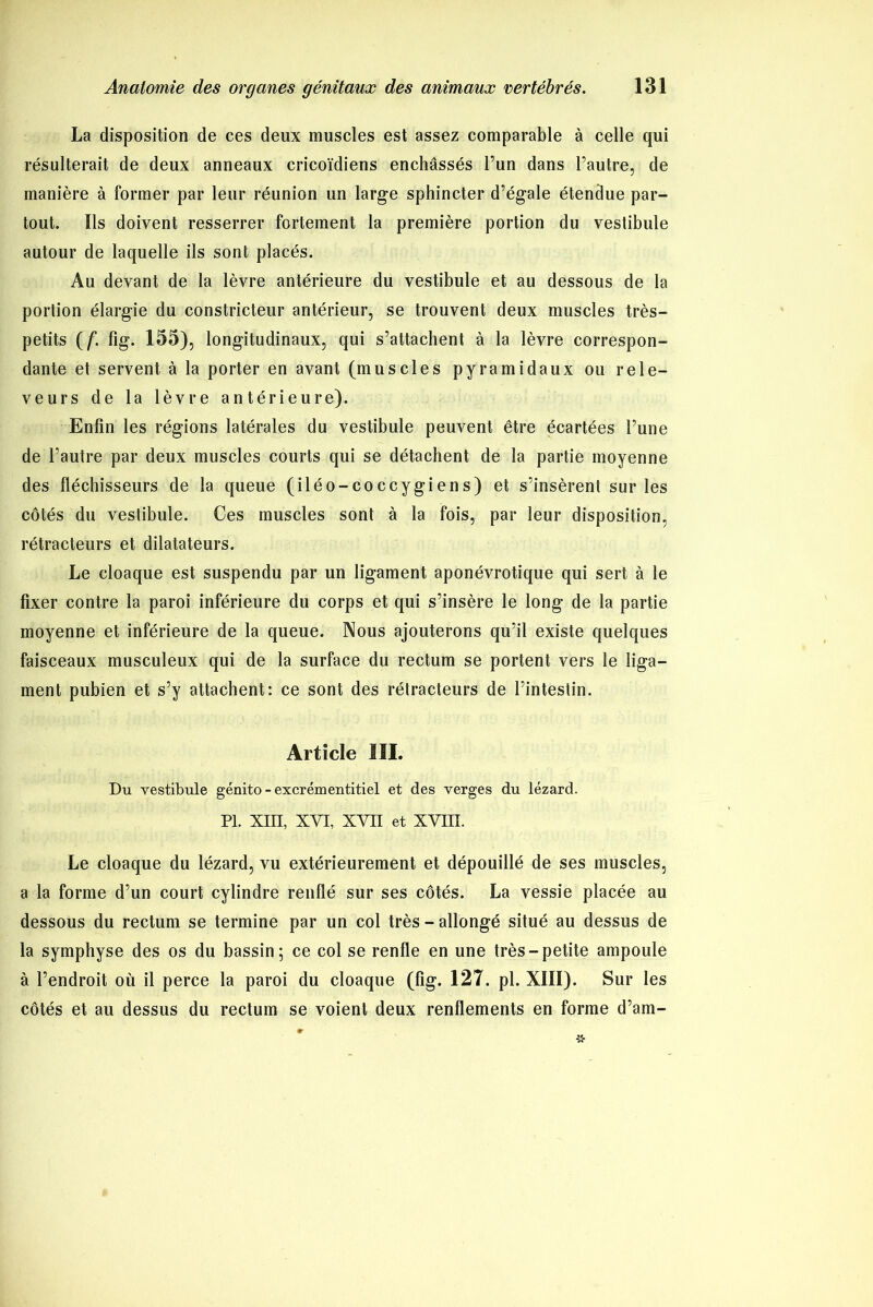 La disposition de ces deux muscles est assez comparable à celle qui résulterait de deux anneaux cricoïdiens enchâssés l’un dans l’autre, de manière à former par leur réunion un large sphincter d’égale étendue par- tout. Ils doivent resserrer fortement la première portion du vestibule autour de laquelle ils sont placés. Au devant de la lèvre antérieure du vestibule et au dessous de la portion élargie du constricteur antérieur, se trouvent deux muscles très- petits (/*. fig. 155), longitudinaux, qui s’attachent à la lèvre correspon- dante et servent à la porter en avant (muscles pyramidaux ou rele- veurs de la lèvre antérieure). Enfin les régions latérales du vestibule peuvent être écartées l’une de l’autre par deux muscles courts qui se détachent de la partie moyenne des fléchisseurs de la queue (iléo-coccygiens) et s’insèrent sur les côtés du vestibule. Ces muscles sont à la fois, par leur disposition, rétracteurs et dilatateurs. Le cloaque est suspendu par un ligament aponévrotique qui sert à le fixer contre la paroi inférieure du corps et qui s’insère le long de la partie moyenne et inférieure de la queue. Nous ajouterons qu’il existe quelques faisceaux musculeux qui de la surface du rectum se portent vers le liga- ment pubien et s’y attachent: ce sont des rétracteurs de l’intestin. Article III. Du vestibule génito - excrémentitiel et des verges du lézard. PL Xin, XVI, XVII et XVIII. Le cloaque du lézard, vu extérieurement et dépouillé de ses muscles, a la forme d’un court cylindre renflé sur ses côtés. La vessie placée au dessous du rectum se termine par un col très - allongé situé au dessus de la symphyse des os du bassin; ce col se renfle en une très-petite ampoule à l’endroit où il perce la paroi du cloaque (fig. 127. pl. XIII). Sur les côtés et au dessus du rectum se voient deux renflements en forme d’am-