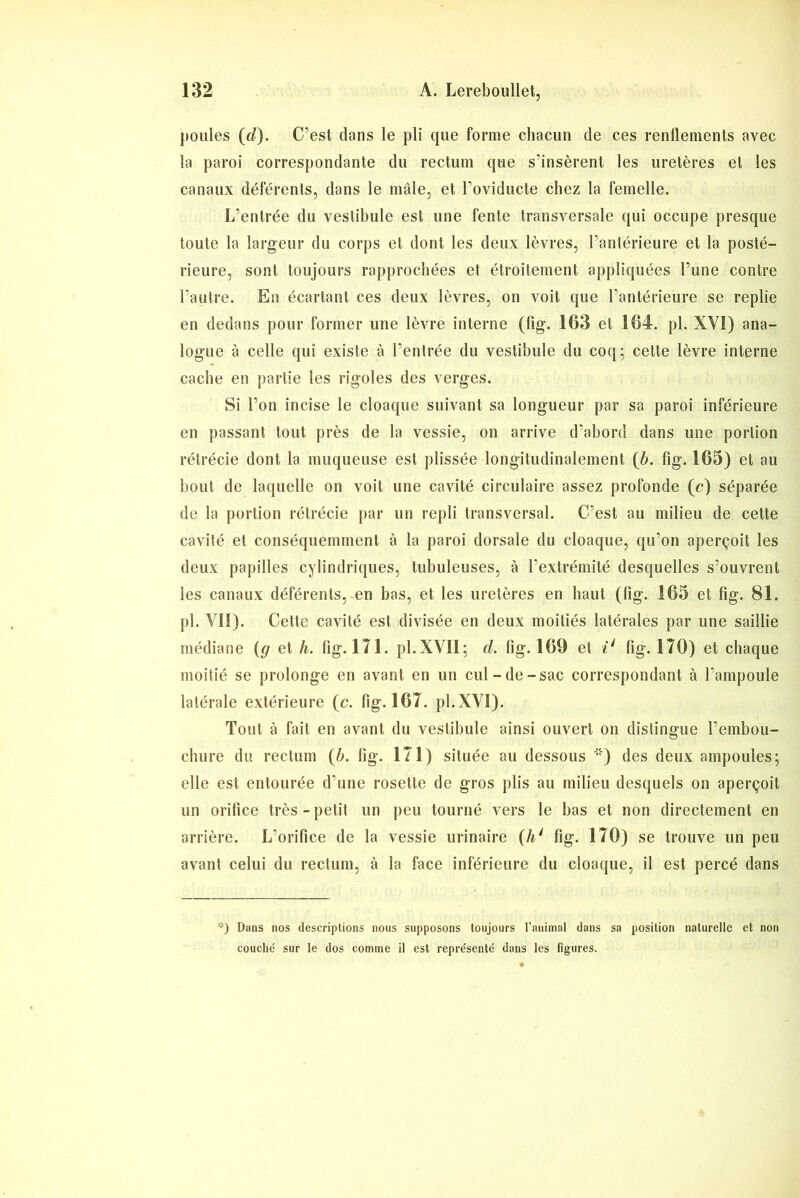 poules (rf). C’est dans le pli que forme chacun de ces renflements avec la paroi correspondante du rectum que s’insèrent les uretères et les canaux déférents, dans le mâle, et l’oviducte chez la femelle. L’entrée du vestibule est une fente transversale qui occupe presque toute la largeur du corps et dont les deux lèvres, l’antérieure et la posté- rieure, sont toujours rapprochées et étroitement appliquées l’une contre l’autre. En écartant ces deux lèvres, on voit que l’antérieure se replie en dedans pour former une lèvre interne (fig. 163 et 164. pl. XVÎ) ana- logue à celle qui existe à l’entrée du vestibule du coq; cette lèvre interne cache en partie les rigoles des verges. Si l’on incise le cloaque suivant sa longueur par sa paroi inférieure en passant tout près de la vessie, on arrive d’abord dans une portion rétrécie dont la muqueuse est plissée longitudinalement (b. fig. 165) et au bout de laquelle on voit une cavité circulaire assez profonde (c) séparée de la portion rétrécie par un repli transversal. C’est au milieu de cette cavité et conséquemment à la paroi dorsale du cloaque, qu’on aperçoit les deux papilles cylindriques, tubuleuses, à l’extrémité desquelles s’ouvrent les canaux déférents, en bas, et les uretères en haut (fig. 165 et fig. 81. pl. VII). Cette cavité est divisée en deux moitiés latérales par une saillie médiane (g et h. fig. 171. pl.XYII; d. fig. 169 et il fig. 170) et chaque moitié se prolonge en avant en un cul-de-sac correspondant à l’ampoule latérale extérieure (c. fig. 167. pl.XVI). Tout à fait en avant du vestibule ainsi ouvert on distingue l’embou- cbure du rectum {b. fig. 171) située au dessous *') des deux ampoules; elle est entourée d’une rosette de gros plis au milieu desquels on aperçoit un orifice très-petit un peu tourné vers le bas et non directement en arrière. L’orifice de la vessie urinaire (hi fig. 170) se trouve un peu avant celui du rectum, à la face inférieure du cloaque, il est percé dans *) Dans nos descriptions nous supposons toujours l’animal dans sa position naturelle et non couché sur le dos comme il est représenté dans les figures.