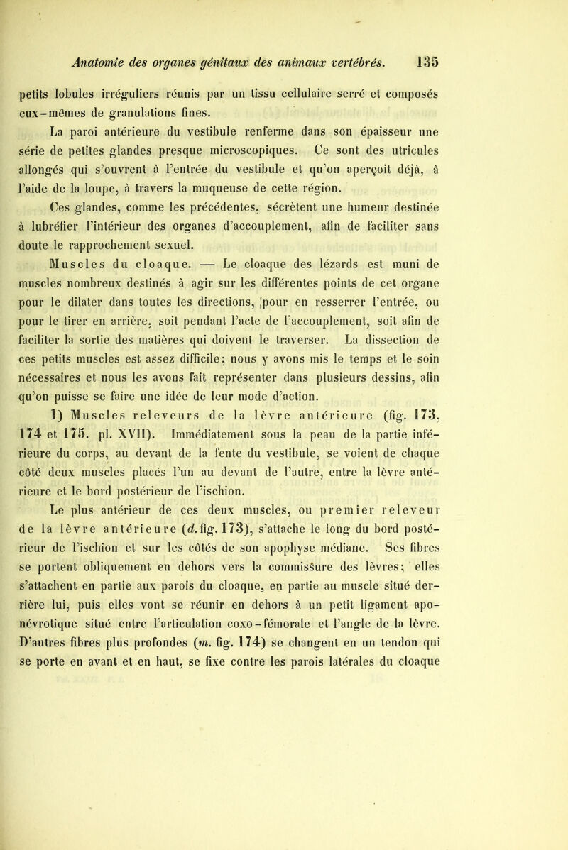 petits lobules irréguliers réunis par un tissu cellulaire serré et composés eux-mêmes de granulations fines. La paroi antérieure du vestibule renferme dans son épaisseur une série de petites glandes presque microscopiques. Ce sont des utricules allongés qui s’ouvrent à l’entrée du vestibule et qu’on aperçoit déjà, à l’aide de la loupe, à travers la muqueuse de cette région. Ces glandes, comme les précédentes, sécrètent une humeur destinée à lubrélier l’intérieur des organes d’accouplement, afin de faciliter sans doute le rapprochement sexuel. Muscles du cloaque. — Le cloaque des lézards est muni de muscles nombreux destinés à agir sur les différentes points de cet organe pour le dilater dans toutes les directions, 'pour en resserrer l’entrée, ou pour le tirer en arrière, soit pendant l’acte de l’accouplement, soit afin de faciliter la sortie des matières qui doivent le traverser. La dissection de ces petits muscles est assez difficile; nous y avons mis le temps et le soin nécessaires et nous les avons fait représenter dans plusieurs dessins, afin qu’on puisse se faire une idée de leur mode d’action. 1) Muscles releveurs de la lèvre antérieure (fig. 173, 174 et 175. pl. XVII). Immédiatement sous la peau de la partie infe- rieure du corps, au devant de la fente du vestibule, se voient de chaque côté deux muscles placés l’un au devant de l’autre, entre la lèvre anté- rieure et le bord postérieur de l’ischion. Le plus antérieur de ces deux muscles, ou premier releveur de la lèvre antérieure (d. fig. 173), s’attache le long du bord posté- rieur de l’ischion et sur les côtés de son apophyse médiane. Ses fibres se portent obliquement en dehors vers la commissure des lèvres; elles s’attachent en partie aux parois du cloaque, en partie au muscle situé der- rière lui, puis elles vont se réunir en dehors à un petit ligament apo- névrotique situé entre l’articulation coxo-fémorale et l’angle de la lèvre. D’autres fibres plus profondes (m. fig. 174) se changent en un tendon qui se porte en avant et en haut, se fixe contre les parois latérales du cloaque